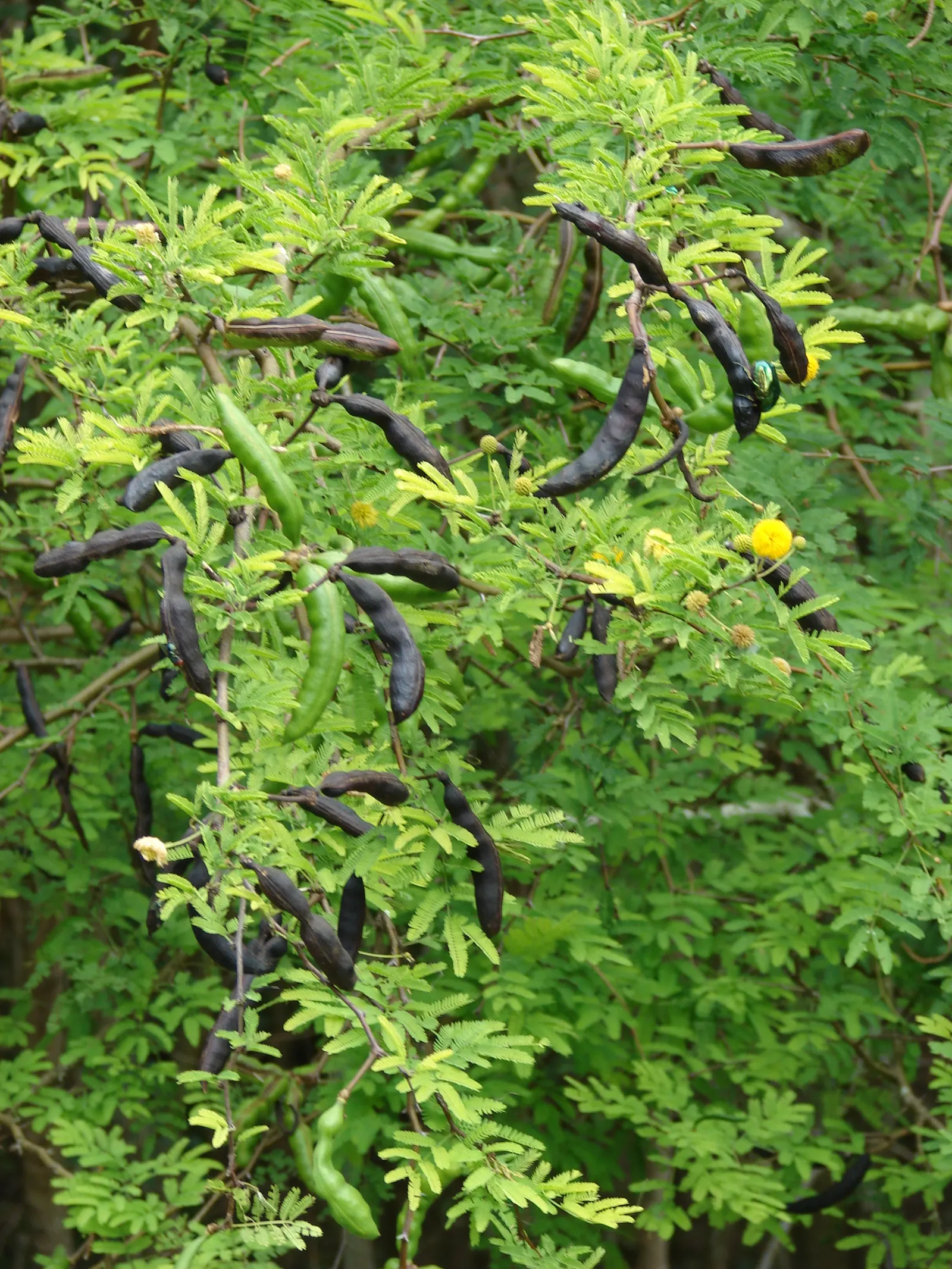Sweet Acacia (Acacia Farnesiana) — The Sweet Acacia, Acacia farnesiana, is a small, thorned, perennial tree reaching 15-25ft in height; its dark, image 70