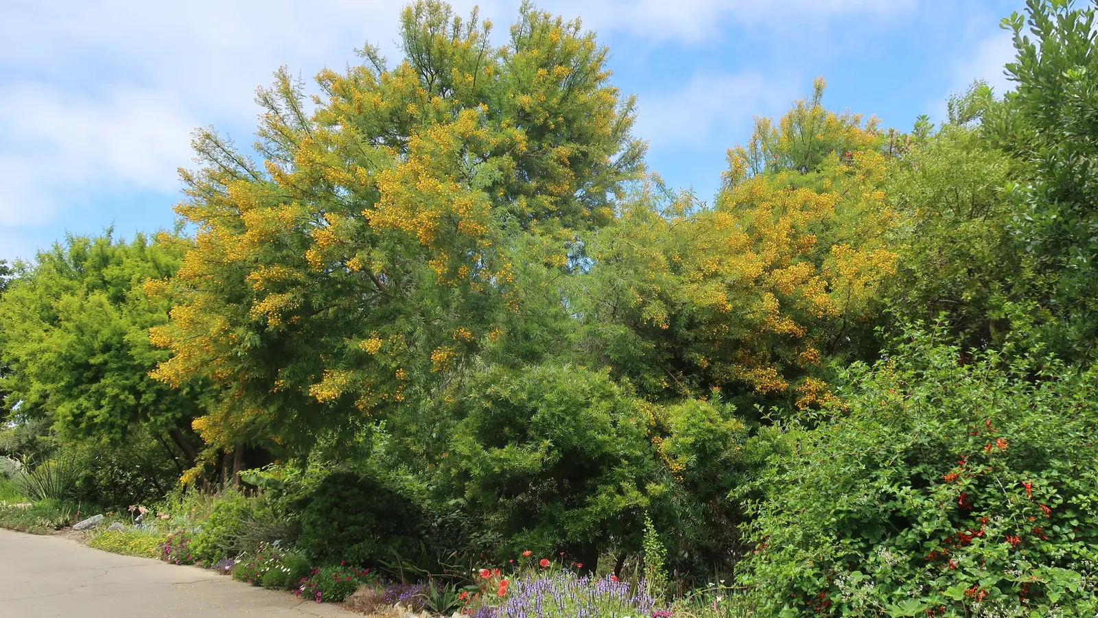 Sweet Acacia (Acacia Farnesiana) — considering safe spacing from walkways and play areas; which are about 1 to 2 inches long.<br><br>Spring through, image 64