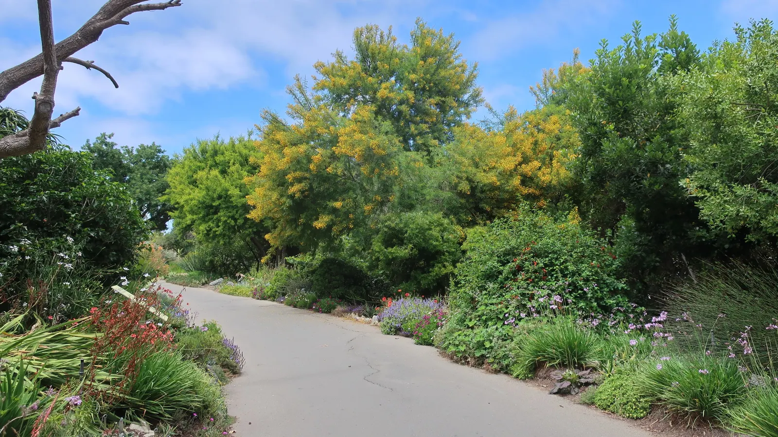 Sweet Acacia (Acacia Farnesiana) — Regular pruning can maintain a desired shape and size; it is heat tolerant and resilient to drought conditions, image 65