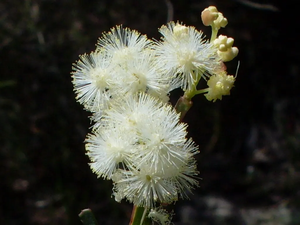 Sweet Acacia (Acacia Farnesiana) — scientifically known as Acacia farnesiana; making it ideal for arid or xeriscape landscapes
