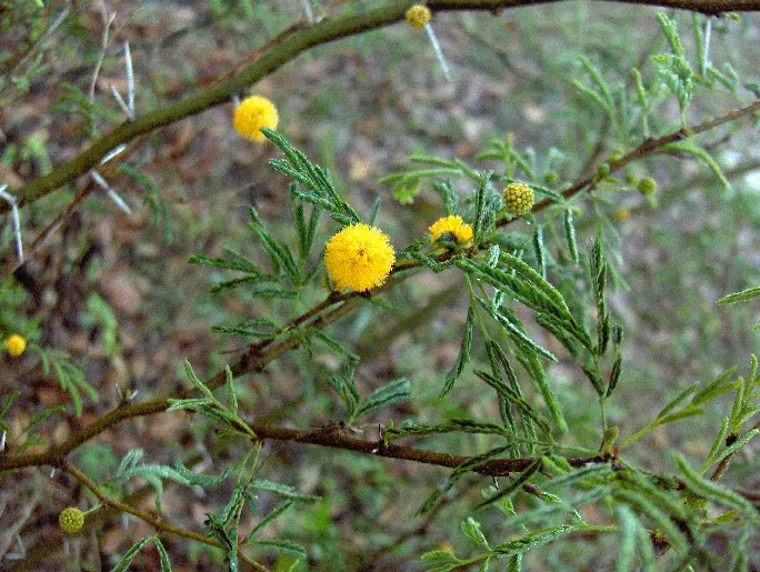 Sweet Acacia (Acacia Farnesiana) — It is heat tolerant and resilient to drought conditions once established