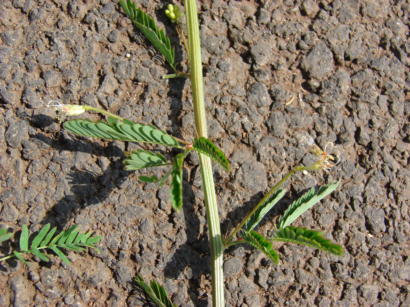 Sweet Acacia (Acacia Farnesiana) — making it an ideal accent or specimen plant in warm climates; the plant is adorned with clusters of golden-yellow, image 97
