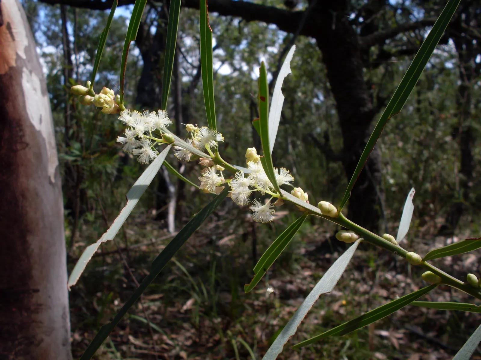 Sweet Acacia (Acacia Farnesiana) — Famous for fragrant yellow puffball flowers, it thrives in hardiness zones 9-11 with full sun; typically around half an inch
