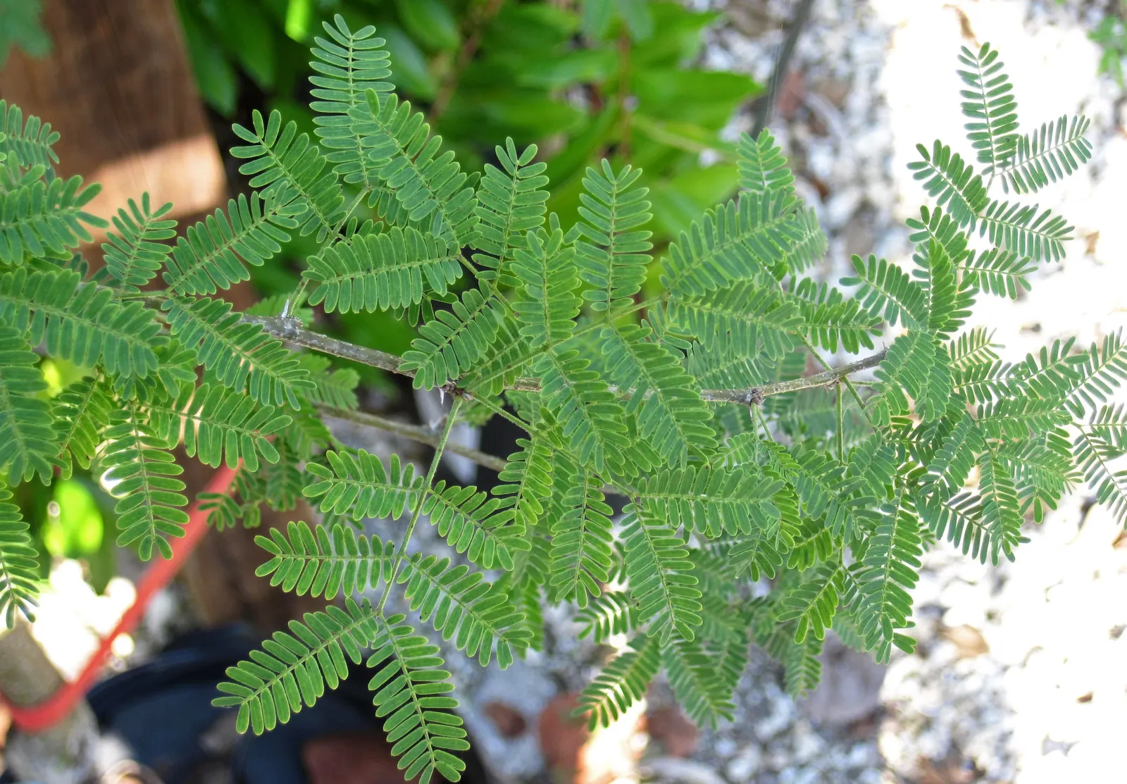 Sweet Acacia (Acacia Farnesiana) — the plant is adorned with clusters of golden-yellow