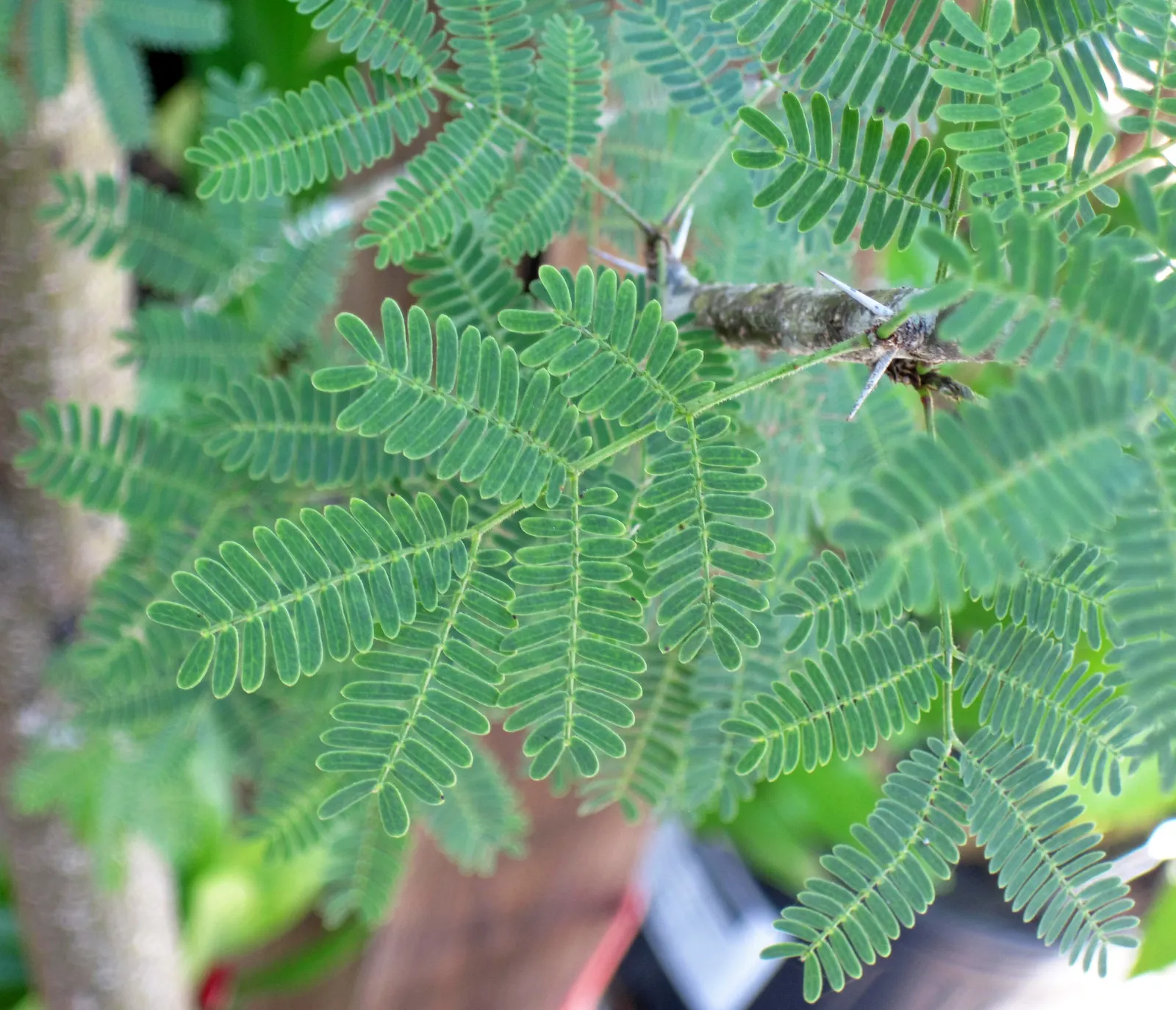 Sweet Acacia (Acacia Farnesiana) — which are about 1 to 2 inches long.<br><br>Spring through fall; reaching up to 15 to 25 feet in height with a similar spread