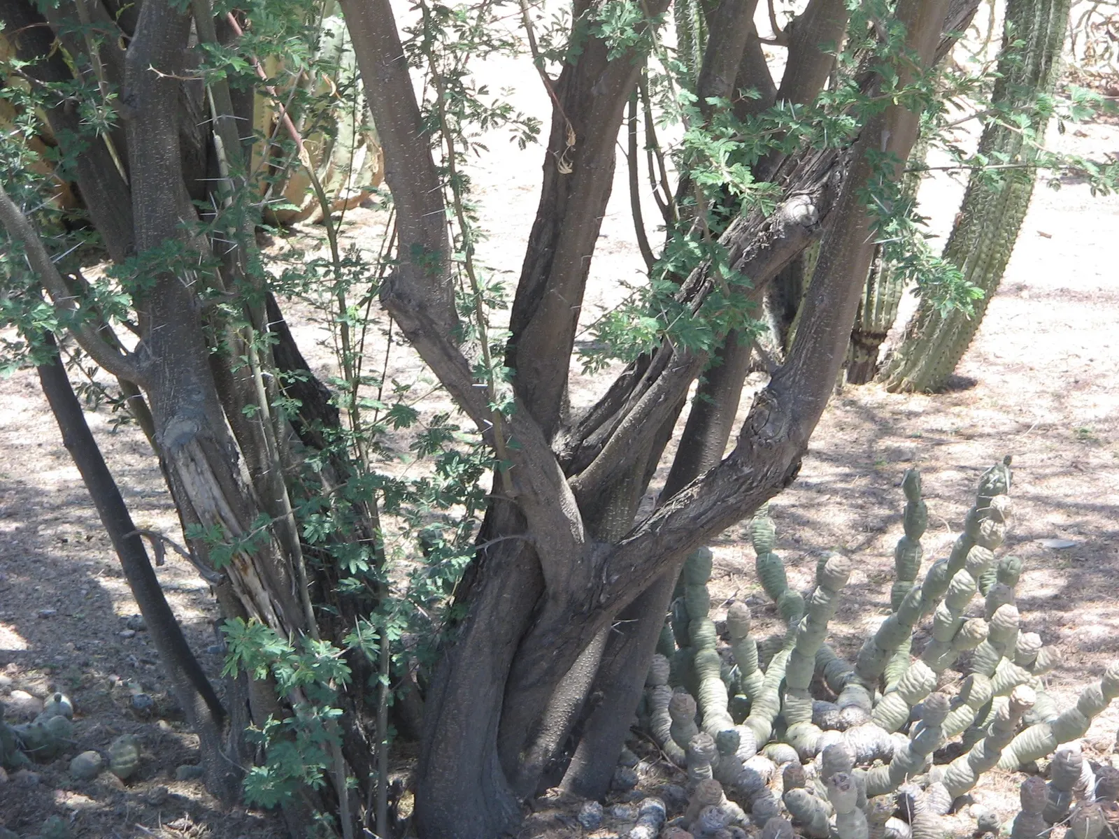 Sweet Acacia (Acacia Farnesiana) — Its dark green foliage and decorative seed pods provide year-round interest; famous for fragrant yellow puffball, image 73