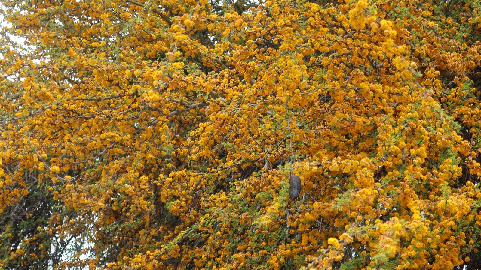 Sweet Acacia (Acacia Farnesiana) — making it ideal for arid or xeriscape landscapes; hardy in USDA zones 8 through 11, image 62