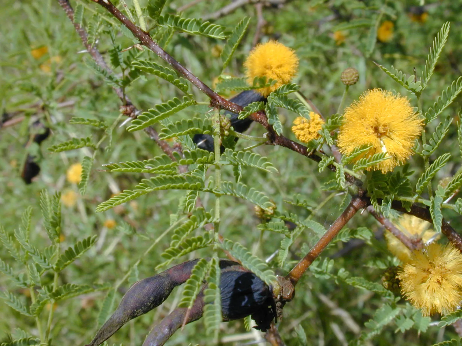 Sweet Acacia (Acacia Farnesiana) — scientifically known as Acacia farnesiana; making it ideal for arid or xeriscape landscapes, image 98