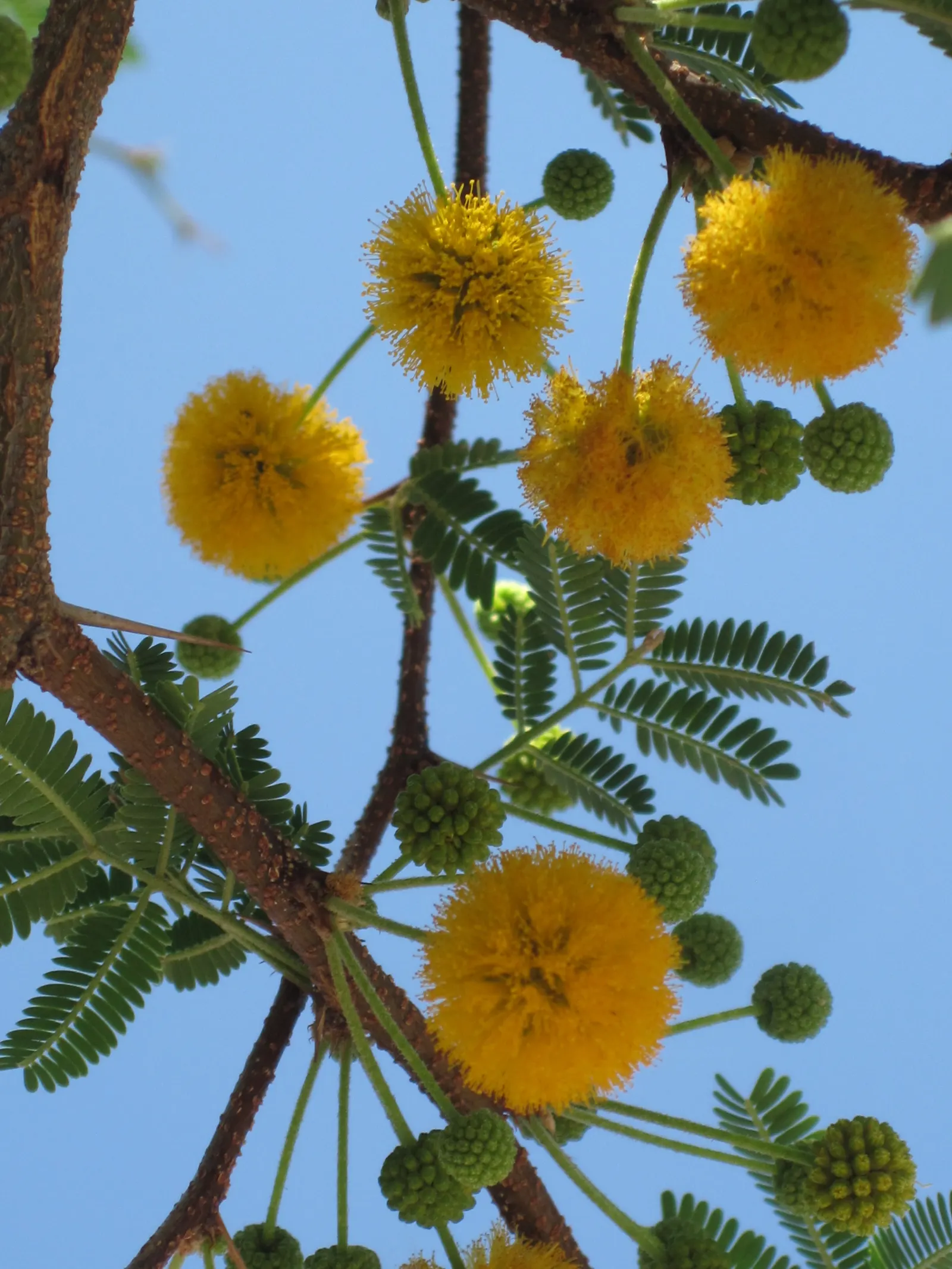 Sweet Acacia (Acacia Farnesiana) — Famous for fragrant yellow puffball flowers, it thrives in hardiness zones 9-11 with full sun