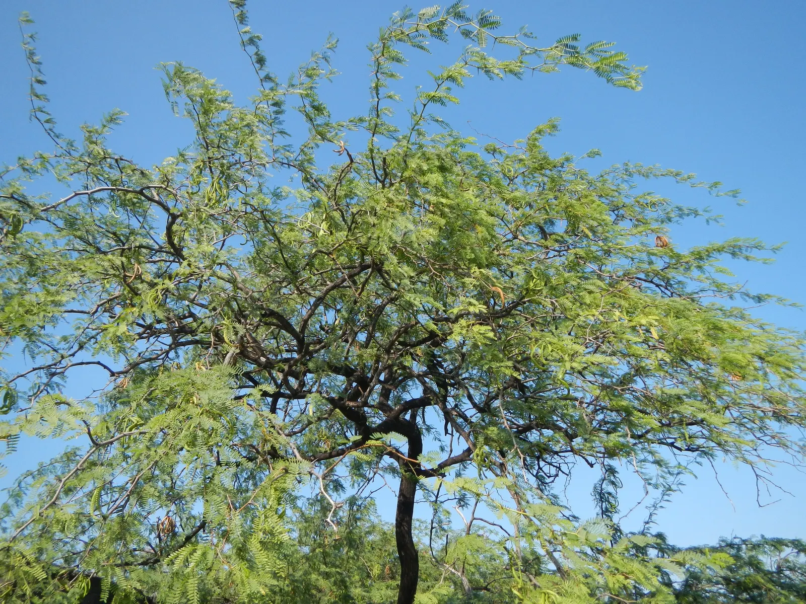 Sweet Acacia (Acacia Farnesiana) — making it ideal for arid or xeriscape landscapes
