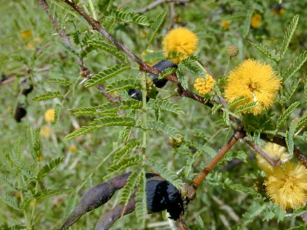 Sweet Acacia (Acacia Farnesiana) — which are about 1 to 2 inches long.<br><br>Spring through fall