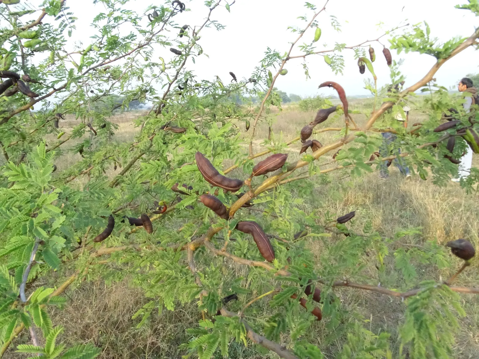 Sweet Acacia (Acacia Farnesiana) — considering safe spacing from walkways and play areas