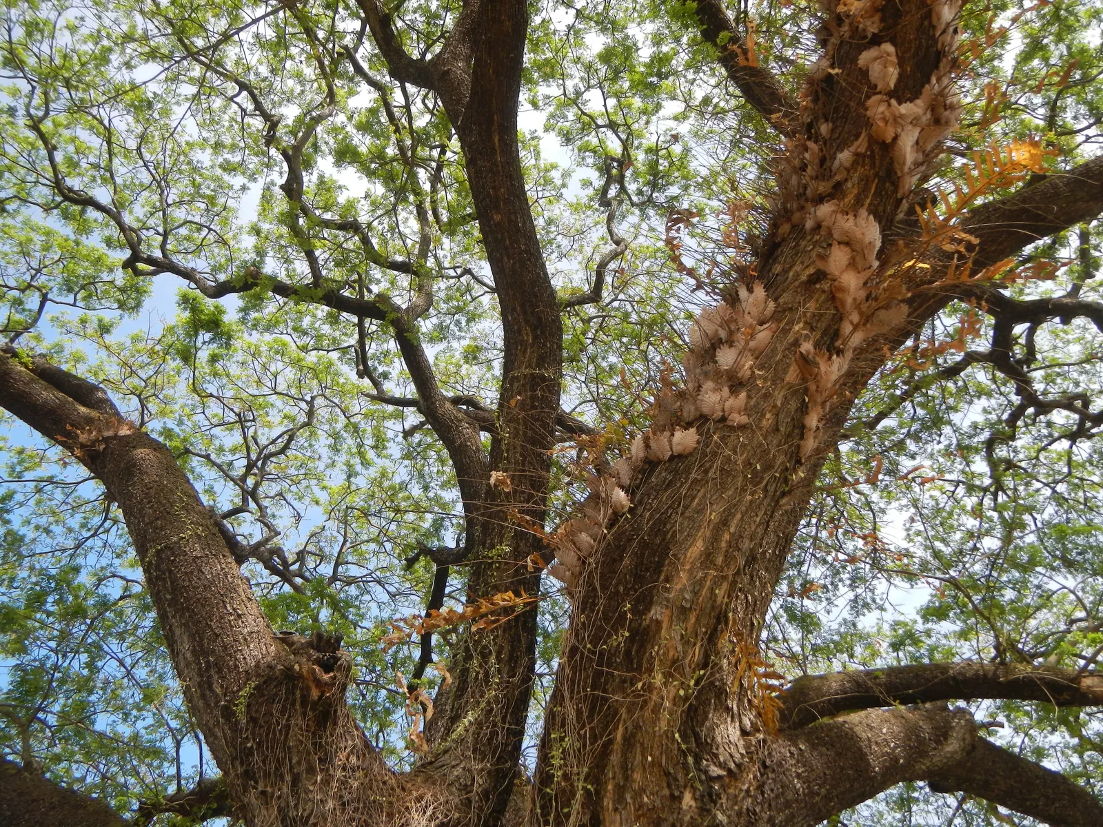 Sweet Acacia (Acacia Farnesiana) — shrub / tree for full or half