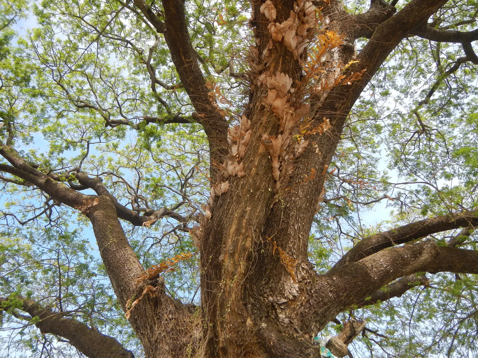 Sweet Acacia (Acacia Farnesiana) — typically around half an inch in diameter