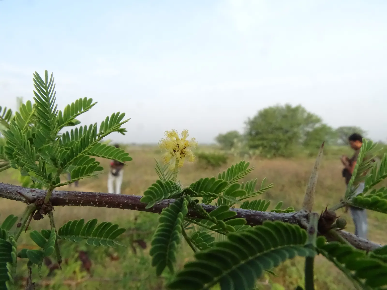 Sweet Acacia (Acacia Farnesiana) — shrub / tree with yellow blooms
