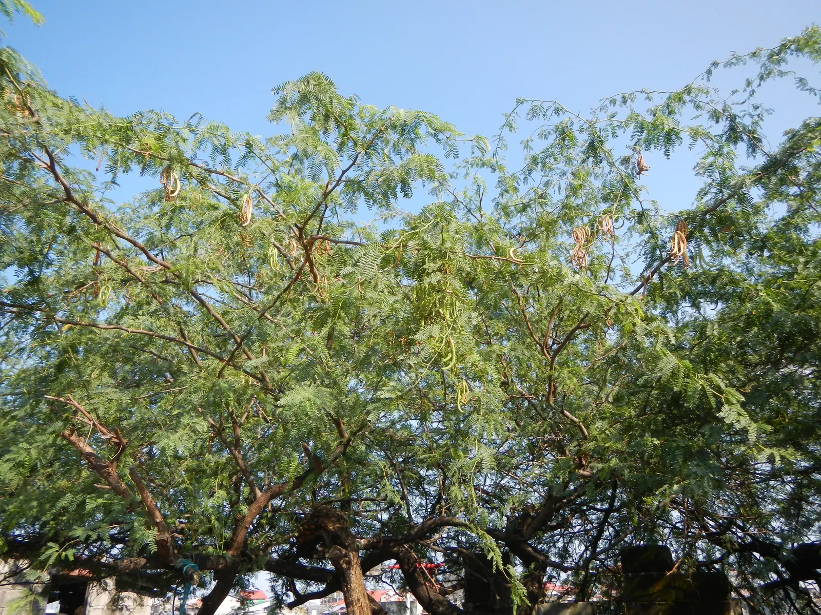 Sweet Acacia (Acacia Farnesiana) — yellow flowers in the garden
