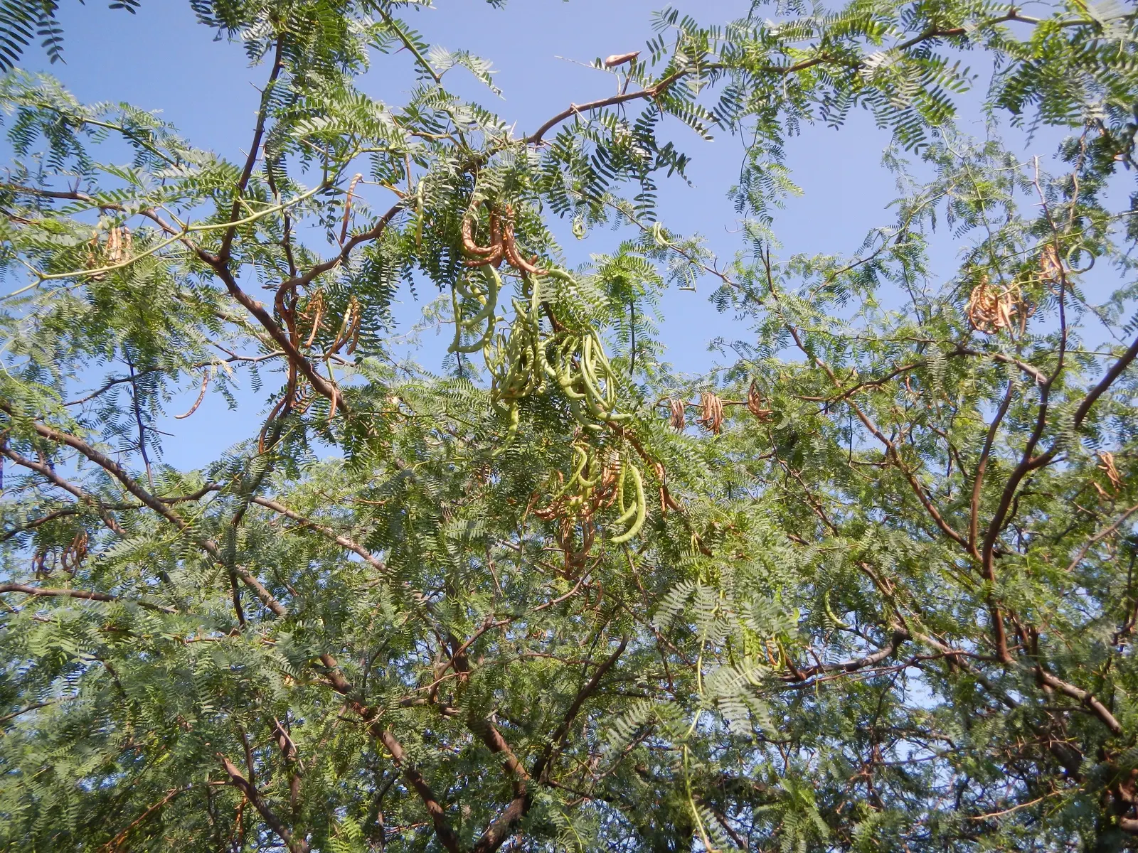 Sweet Acacia (Acacia Farnesiana) — Hardy in USDA zones 8 through 11