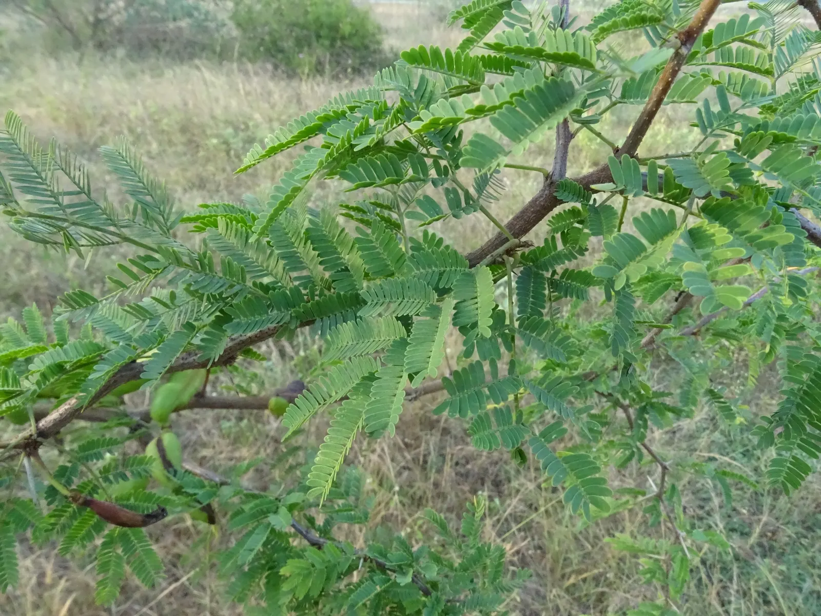 Sweet Acacia (Acacia Farnesiana) — Reaching up to 15 to 25 feet in height with a similar spread