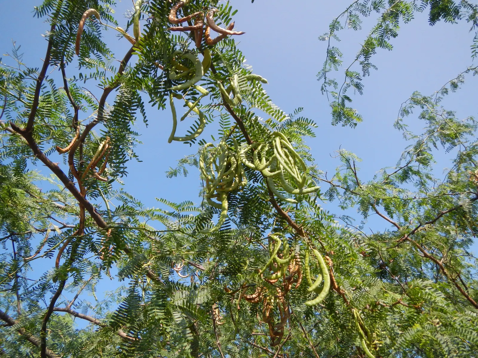 Sweet Acacia (Acacia Farnesiana) — Regular pruning can maintain a desired shape and size