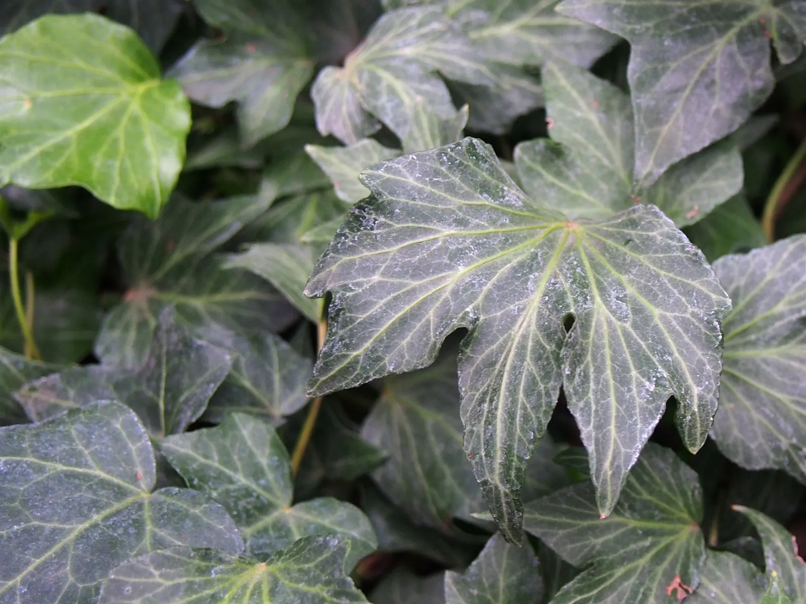 Hahn's English Ivy (Hedera helix 'Hahn's') — evergreen climber renowned for its dense foliage and vigorous growth