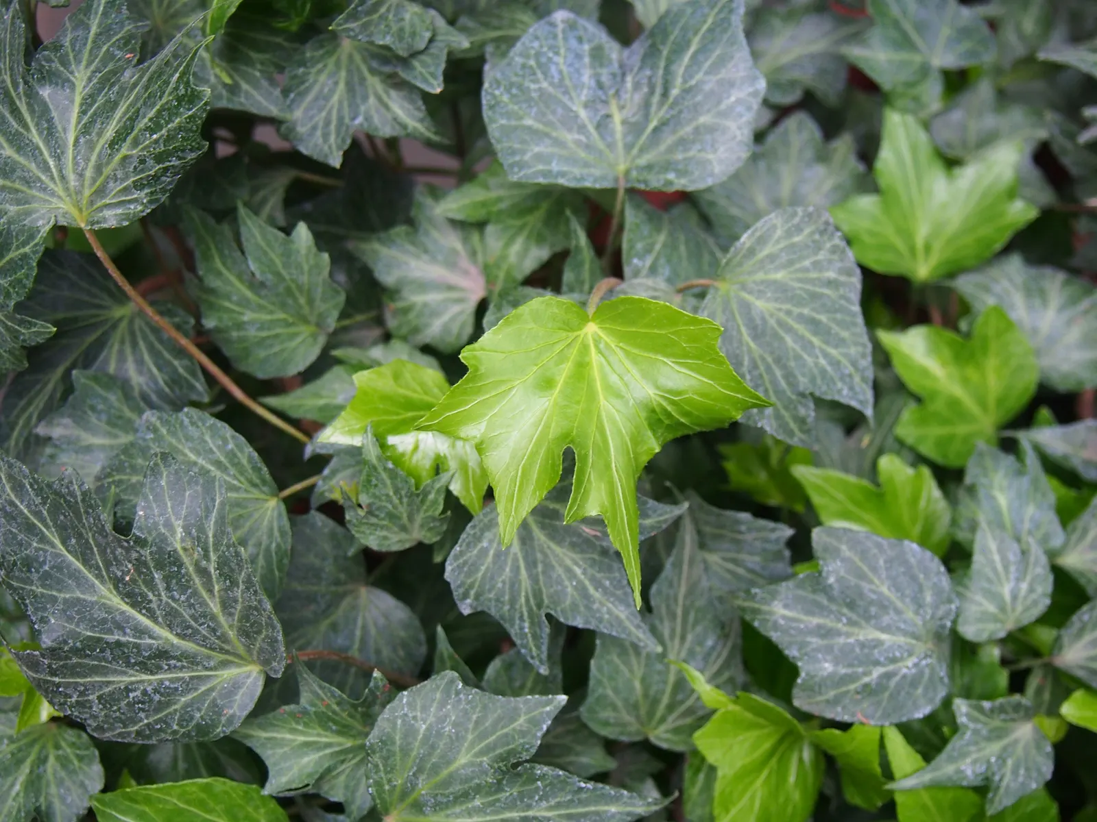 Hahn's English Ivy (Hedera helix 'Hahn's') — Ideal for zones 4-9, it flourishes in partial to full shade