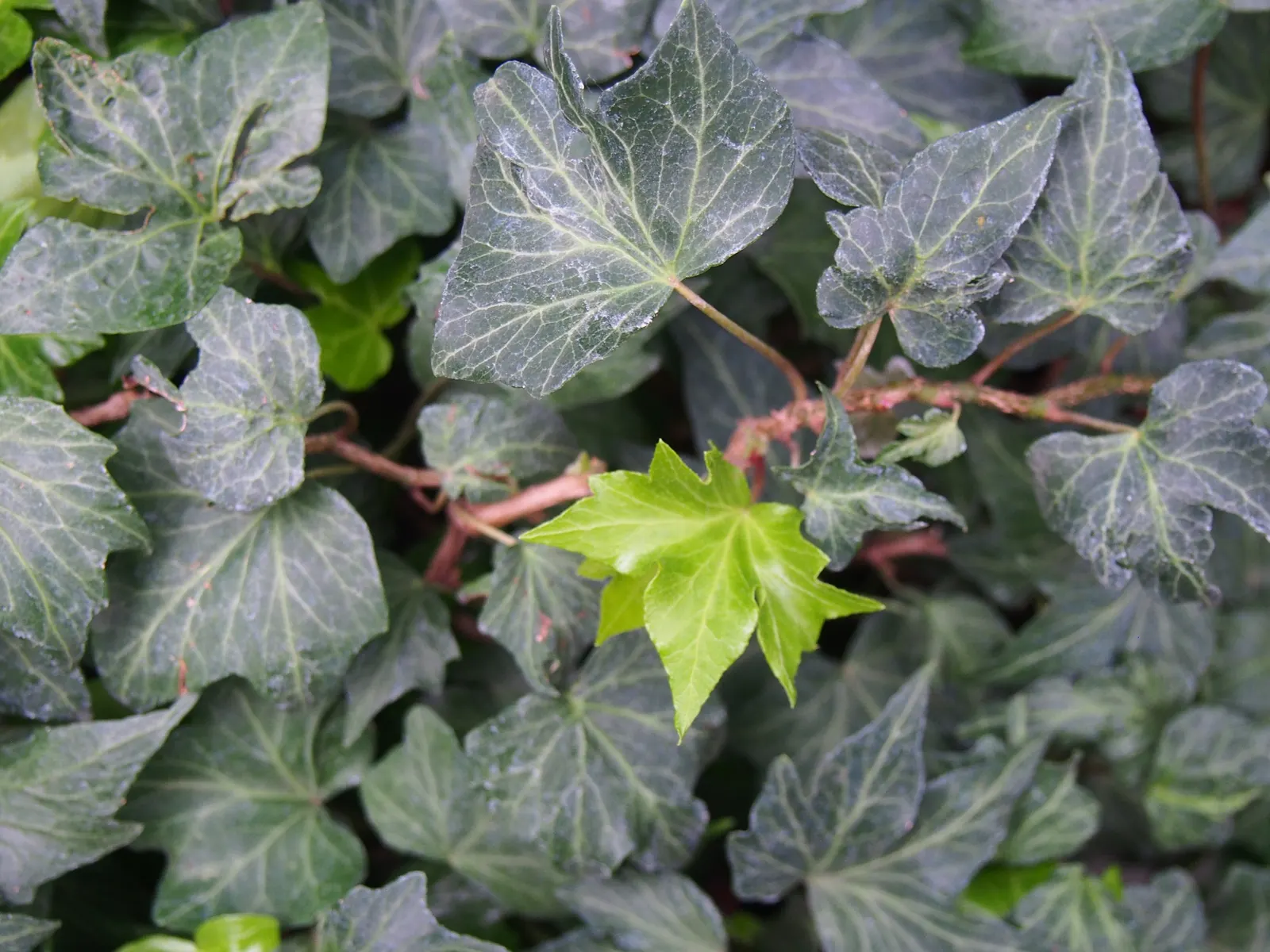 Hahn's English Ivy (Hedera helix 'Hahn's') — Reaching 6-9 inches in height with a spread of up to 3 feet, 'Hahn's' thrives in moist, well-drained soil