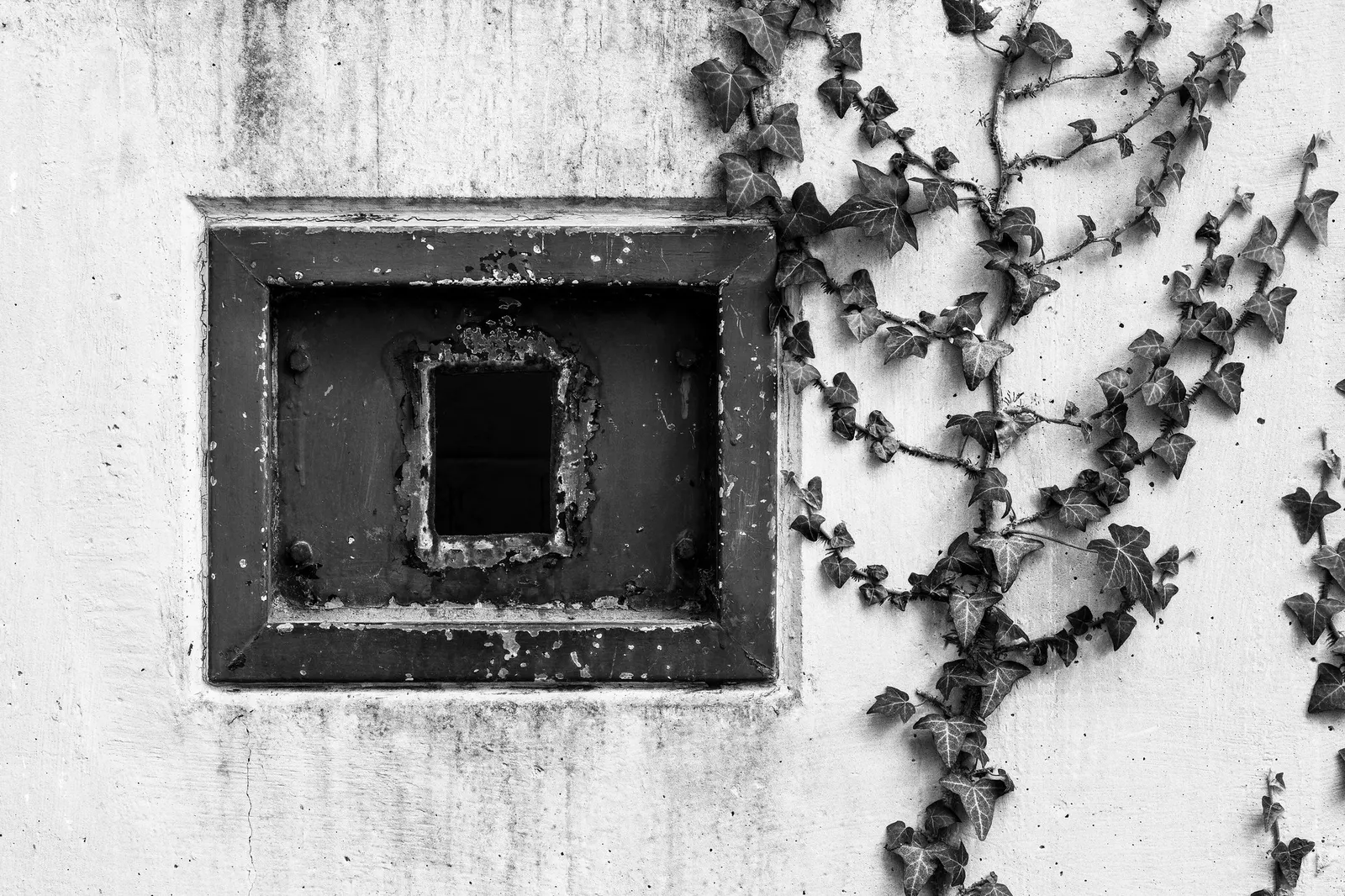 Hahn's English Ivy (Hedera helix 'Hahn's') — This ivy can sustain some foot traffic