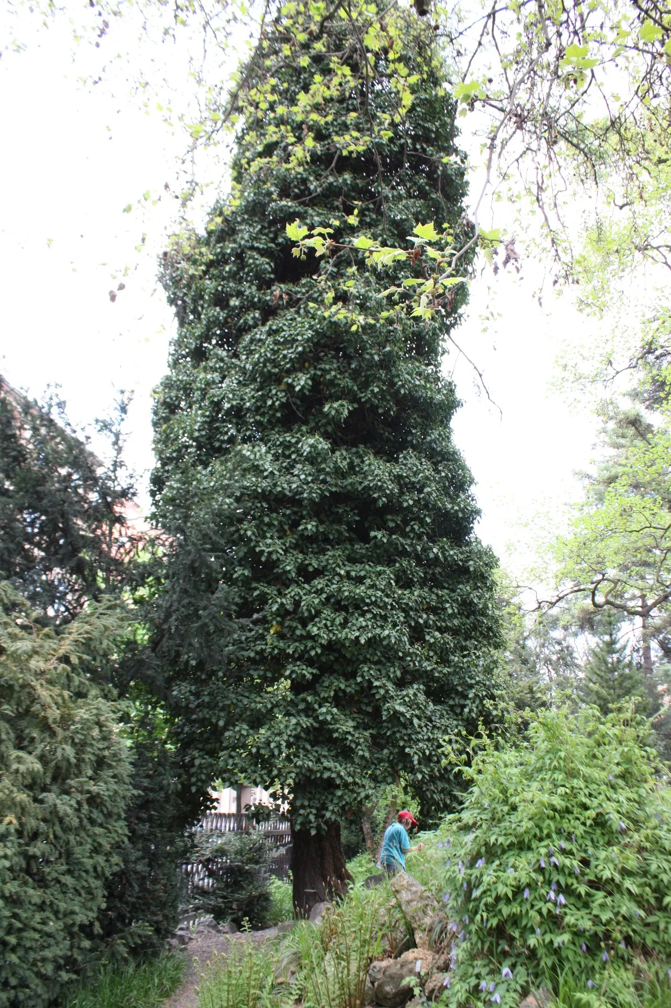 Hahn's English Ivy (Hedera helix 'Hahn's') — esteemed for its dense growth and deep green