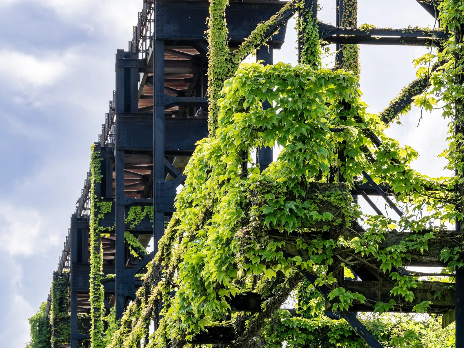 Hahn's English Ivy (Hedera helix 'Hahn's') — fills in challenging areas with lush greenery