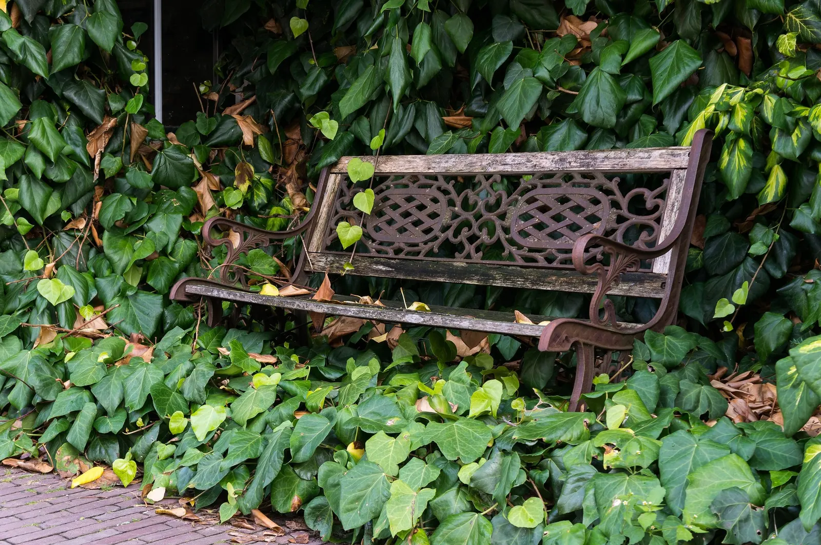 Hahn's English Ivy (Hedera helix 'Hahn's') — maintaining garden aesthetics and soil quality