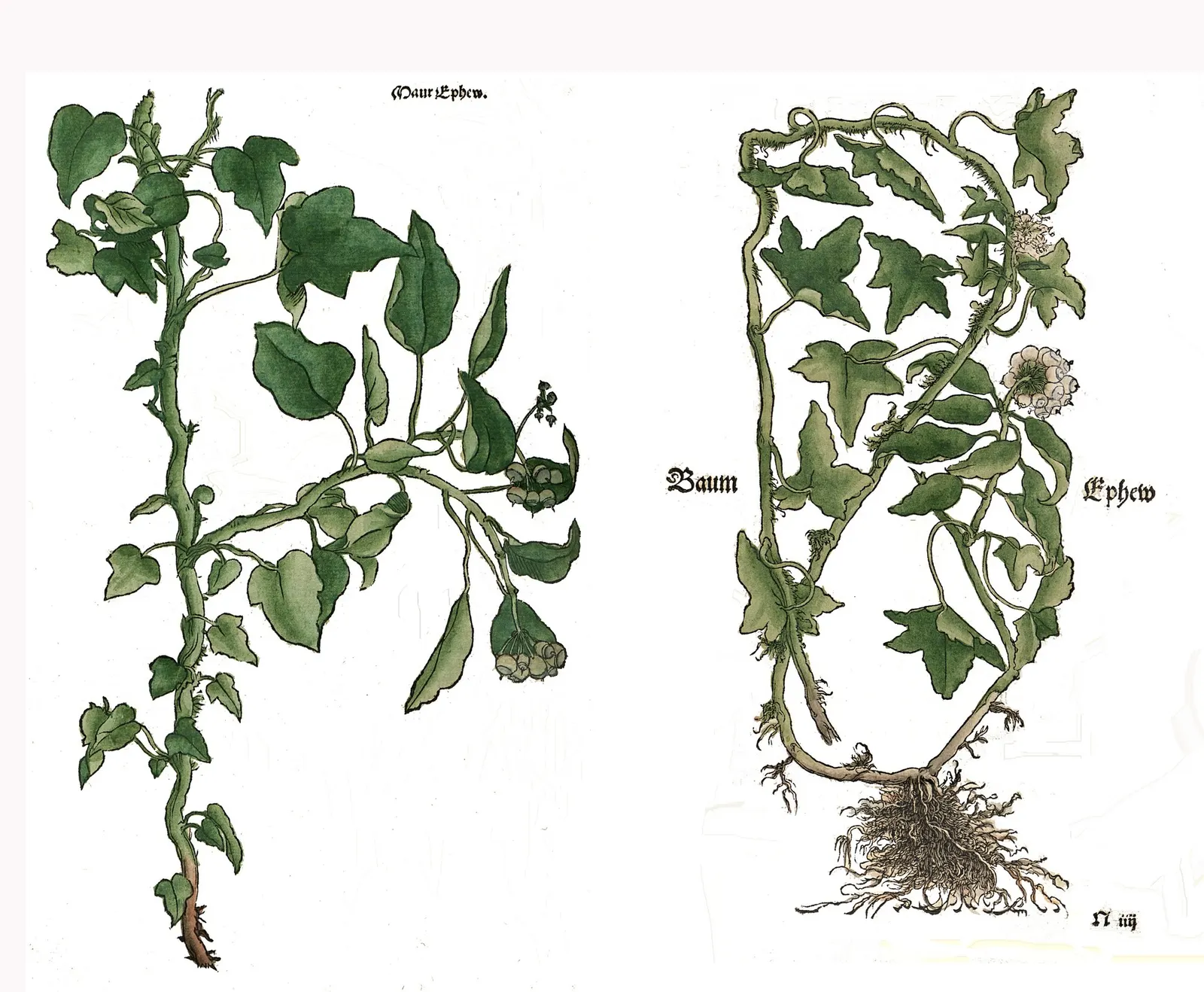 Hahn's English Ivy (Hedera helix 'Hahn's') — year-round foliage interest