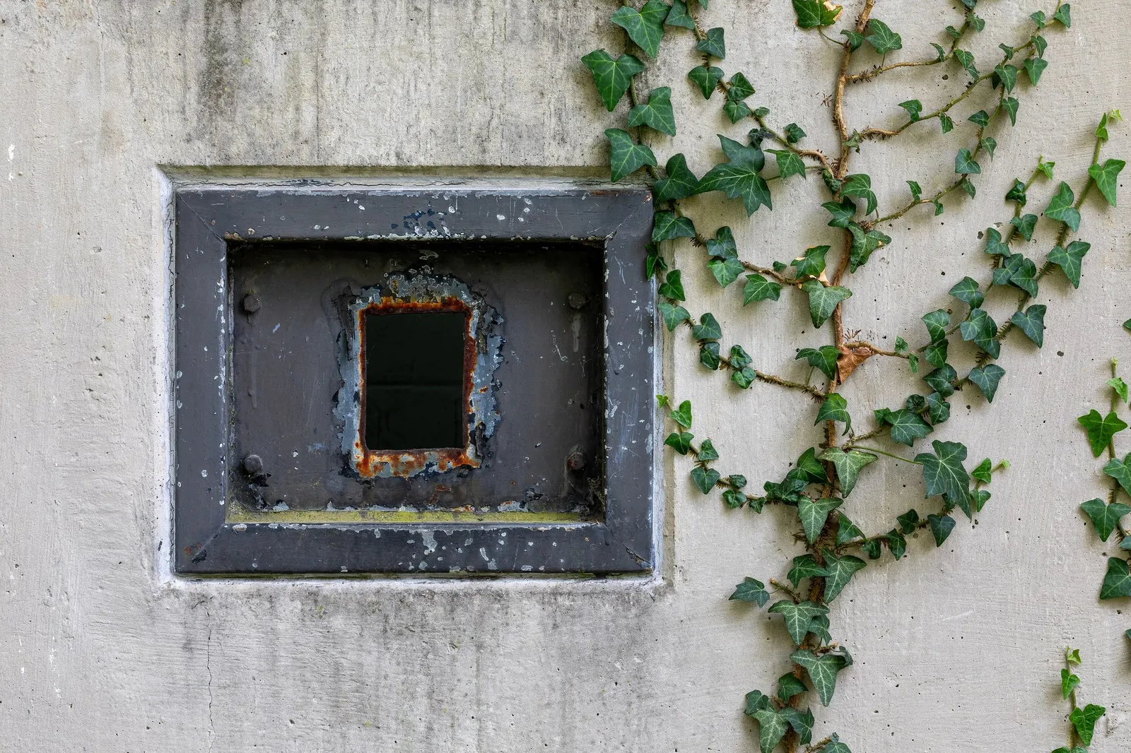 Hahn's English Ivy (Hedera helix 'Hahn's') — and versatility in the landscape