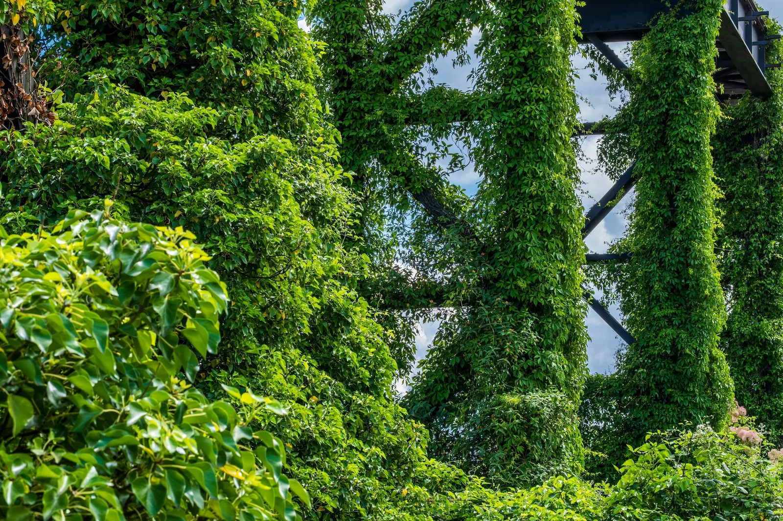 Hahn's English Ivy (Hedera helix 'Hahn's') — and can also attract wildlife