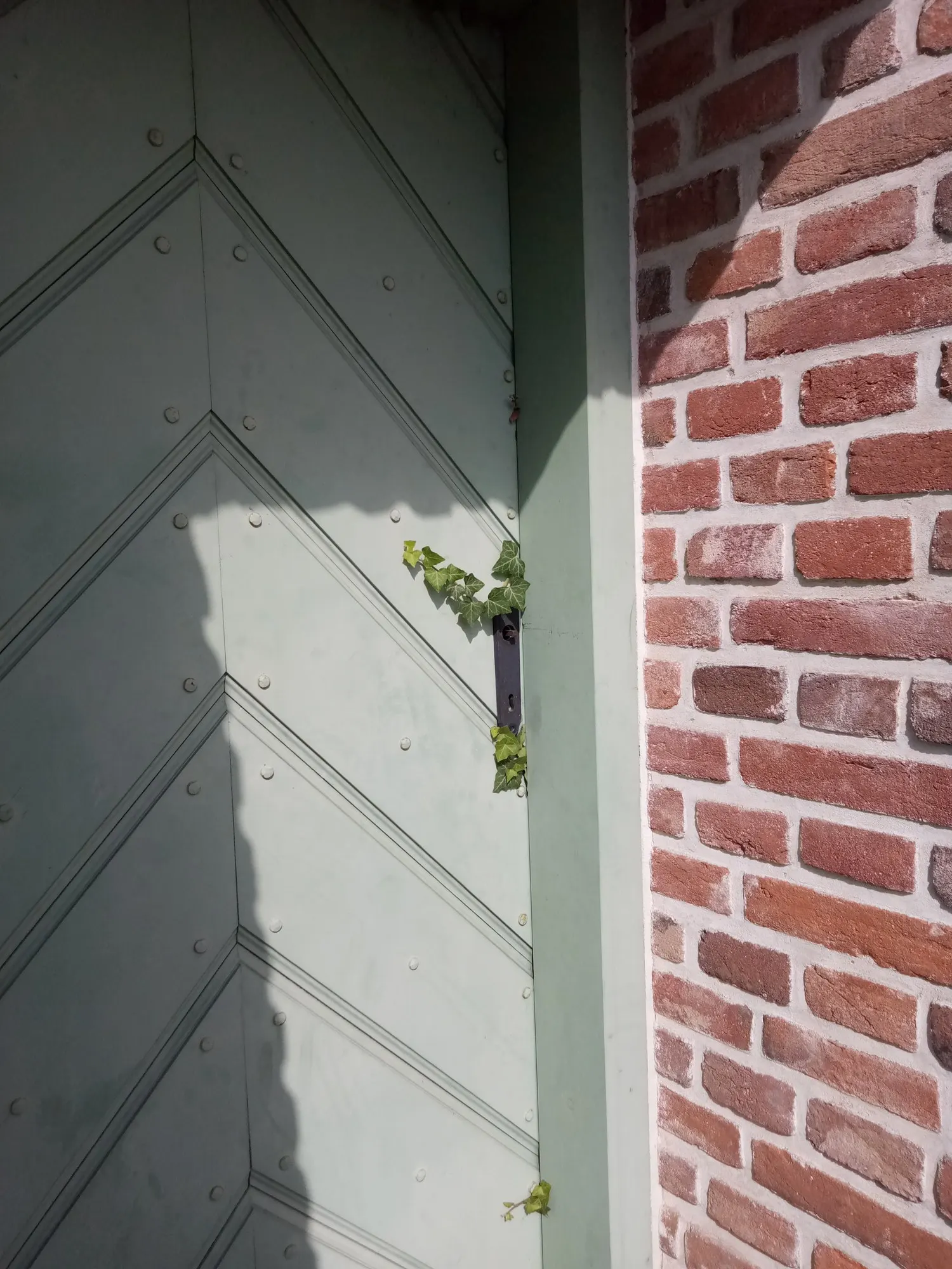 Hahn's English Ivy (Hedera helix 'Hahn's') — displaying remarkable cold hardiness