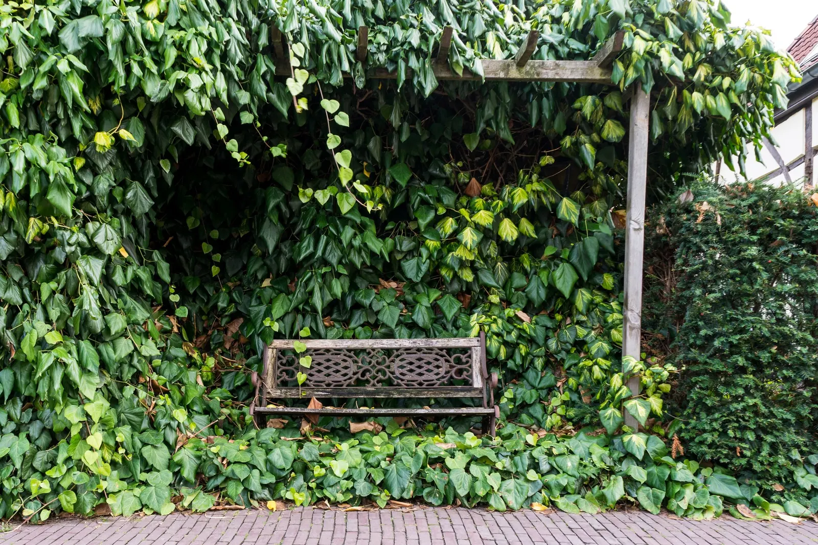 Hahn's English Ivy (Hedera helix 'Hahn's') — Note: Wear gloves, as leaves can cause skin irritation