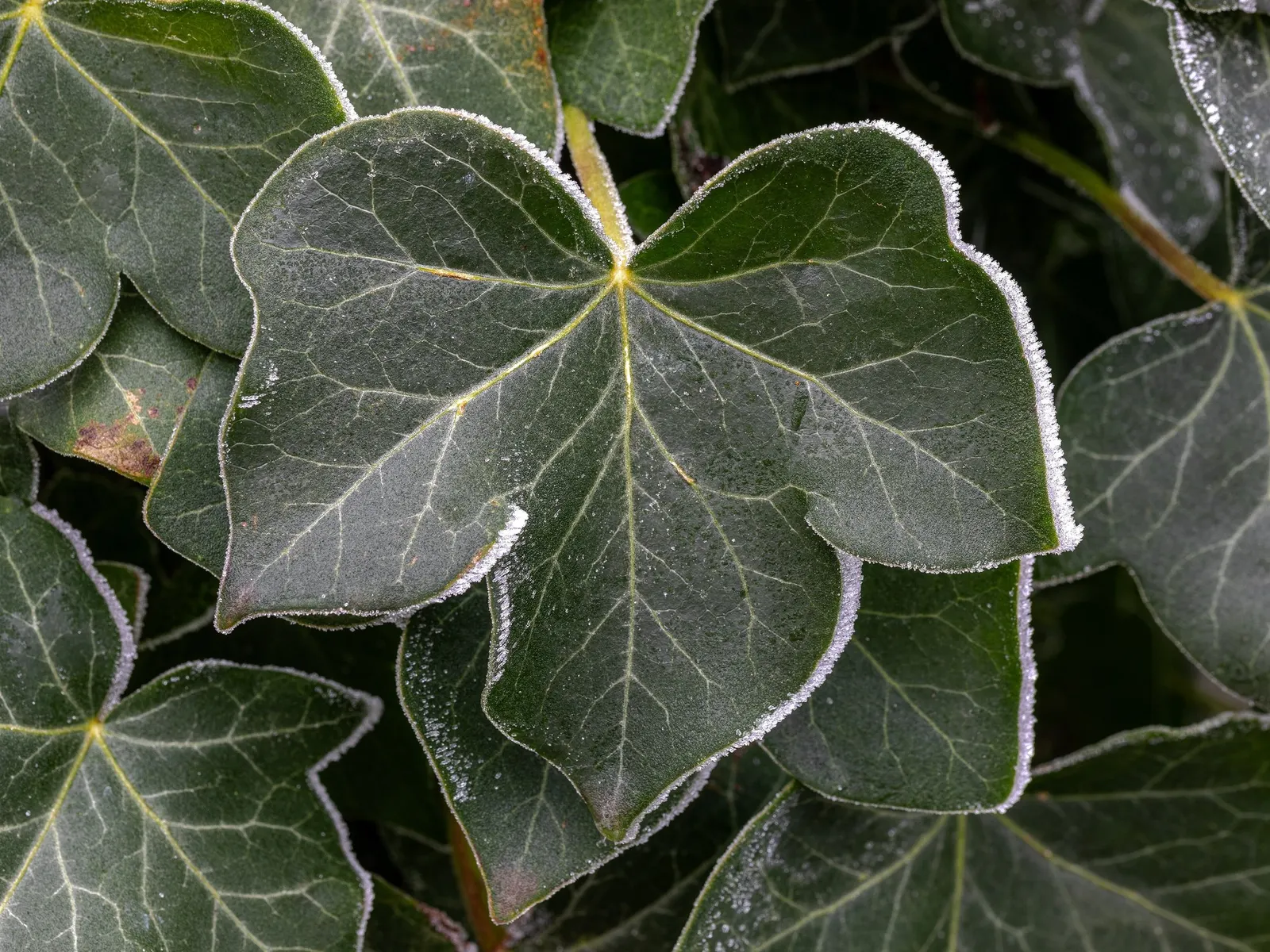 Hahn's English Ivy (Hedera helix 'Hahn's') — which makes it suitable for understory plantings or north-facing gardens where few other plants can flourish