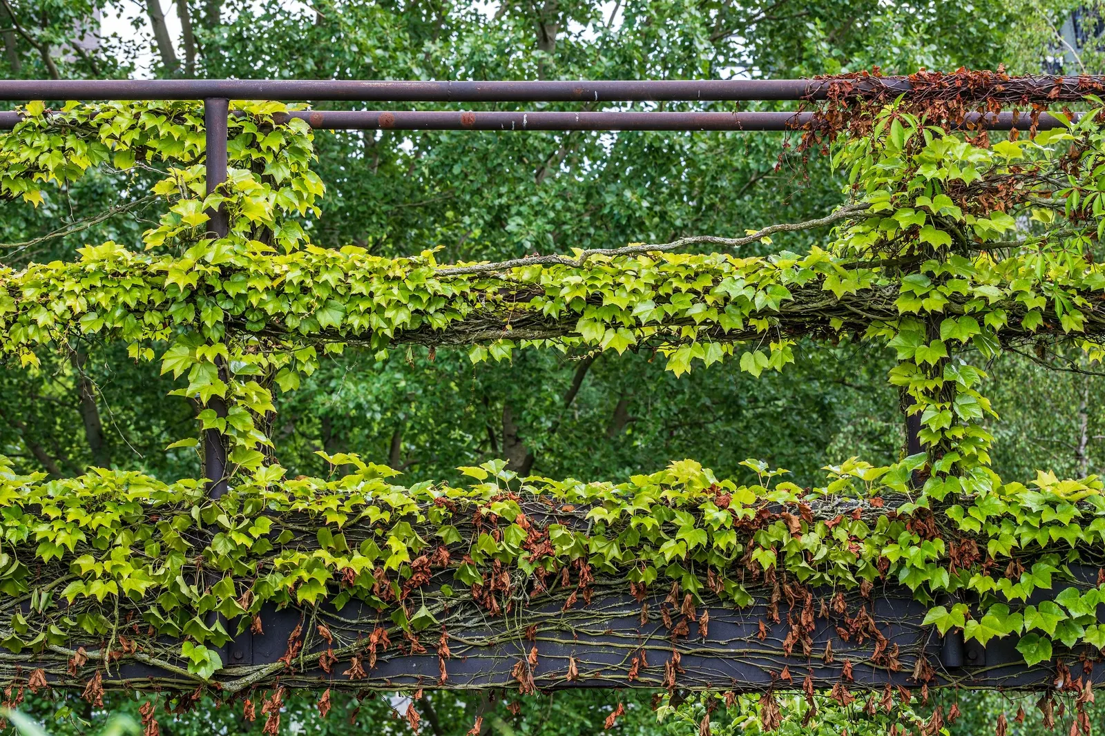 Hahn's English Ivy (Hedera helix 'Hahn's') — It prefers partial to full shade