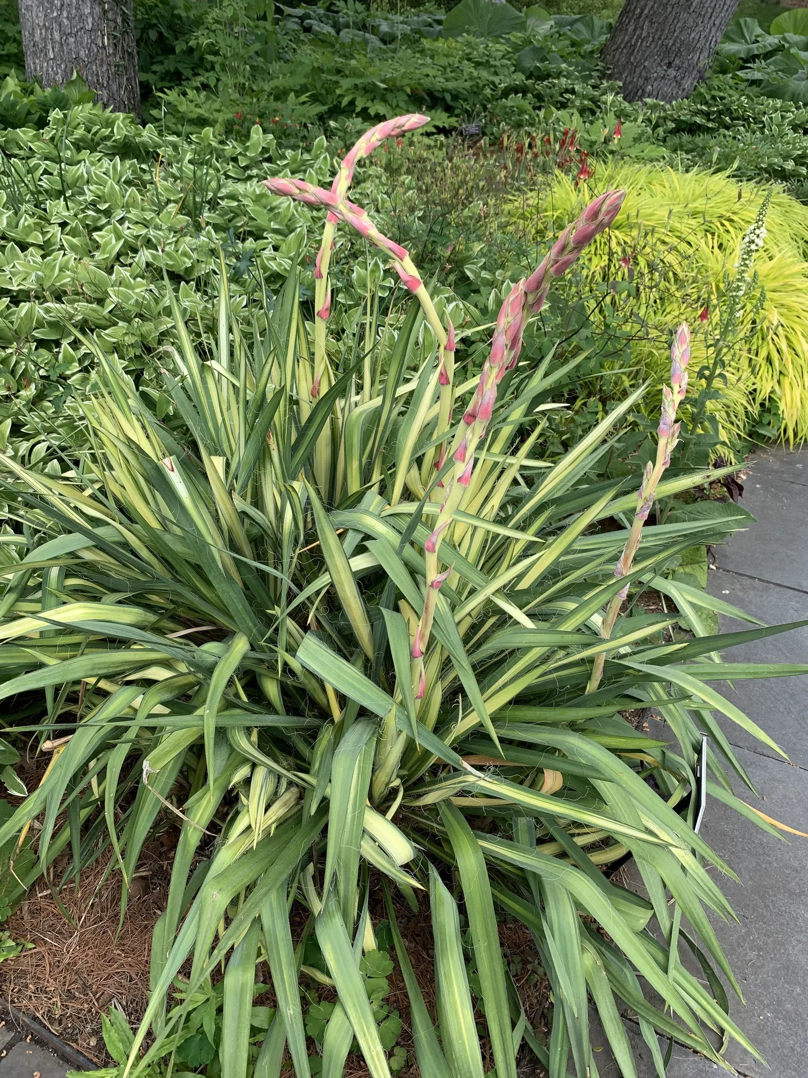 Golden Sword Yucca (Yucca Filamentosa 'Golden Sword') — Golden Sword Yucca (Yucca filamentosa 'Golden Sword') brightens gardens with its striking, sword-shaped