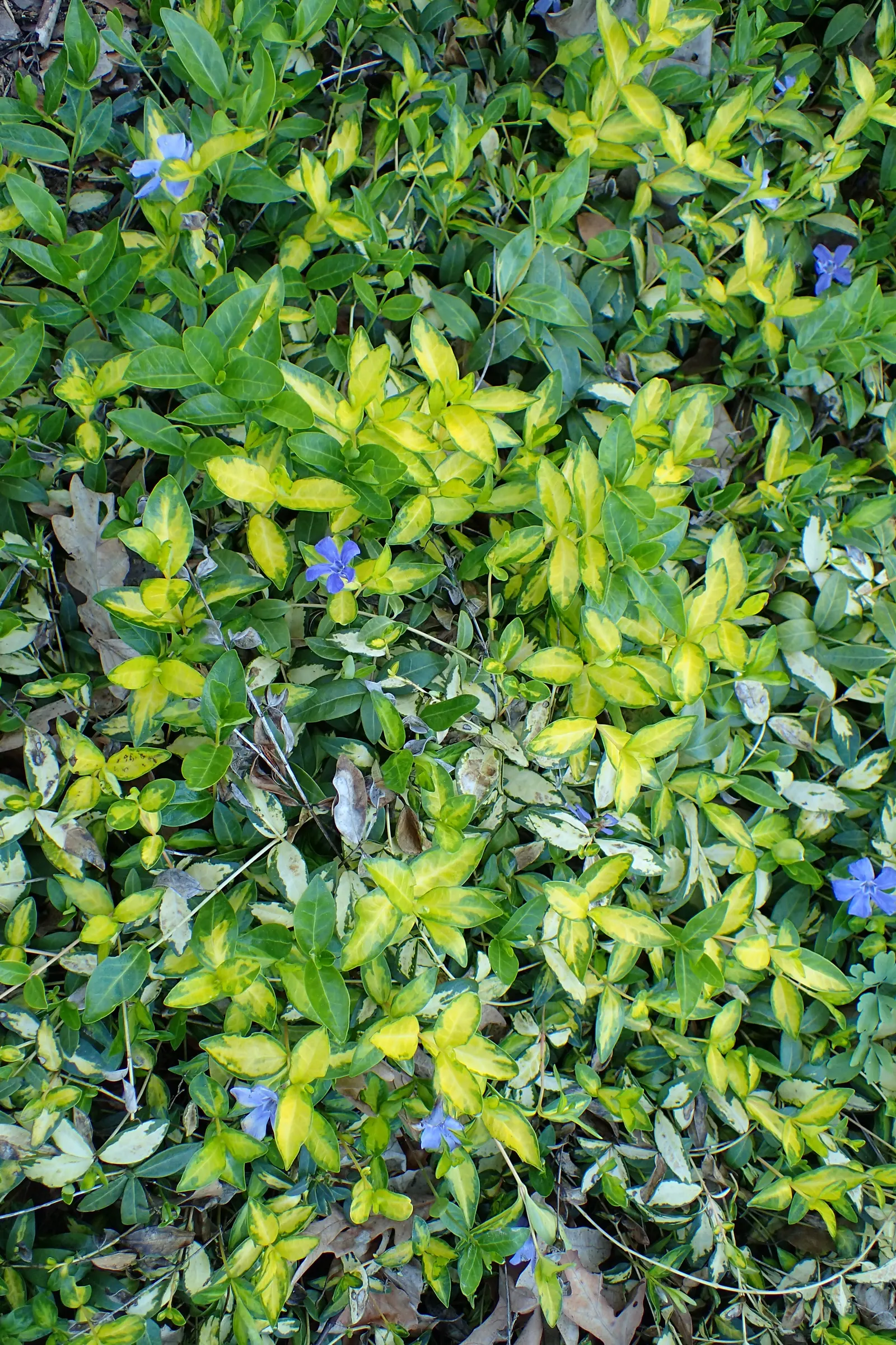 Yellow Dwarf Periwinkle (Vinca Minor 'Illumination') — Space 12-18 inches apart for a lush tapestry