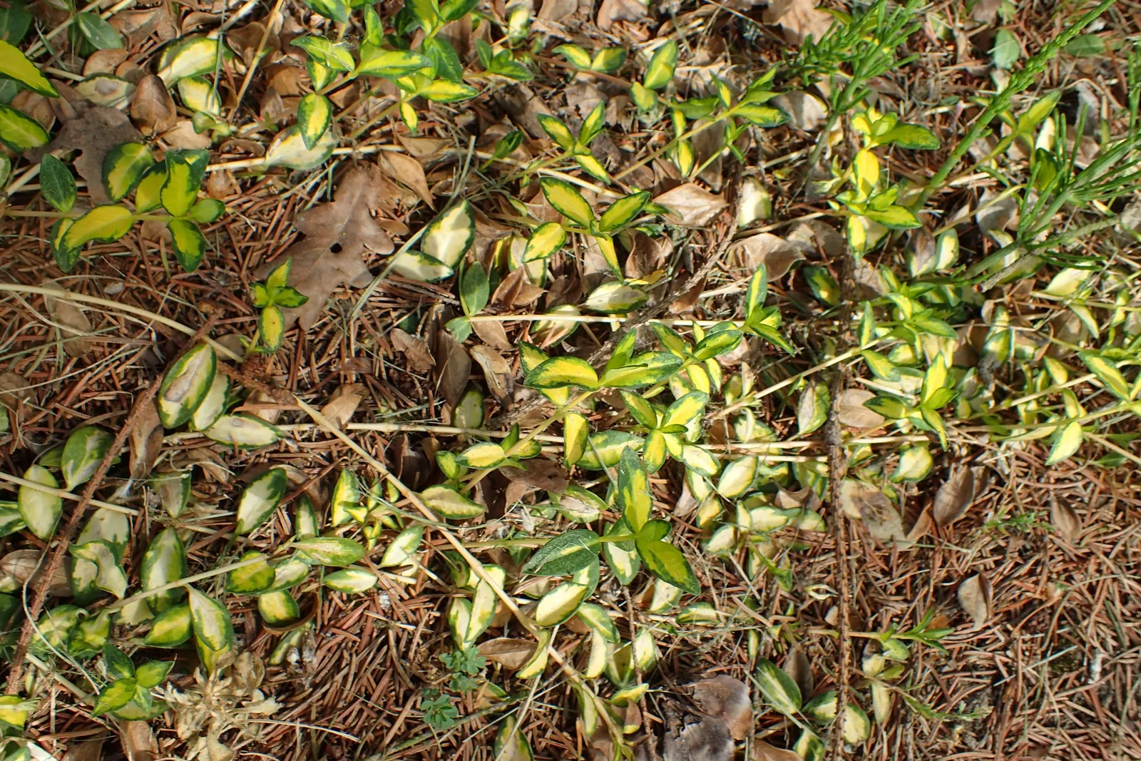 Yellow Dwarf Periwinkle (Vinca Minor 'Illumination') — Ideal for erosion control and low-maintenance areas