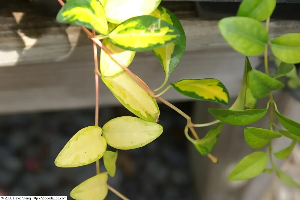Yellow Dwarf Periwinkle (Vinca Minor 'Illumination') — Maturing to 4-6 inches in height and spreading 18-24 inches, it offers periwinkle-blue blooms in spring