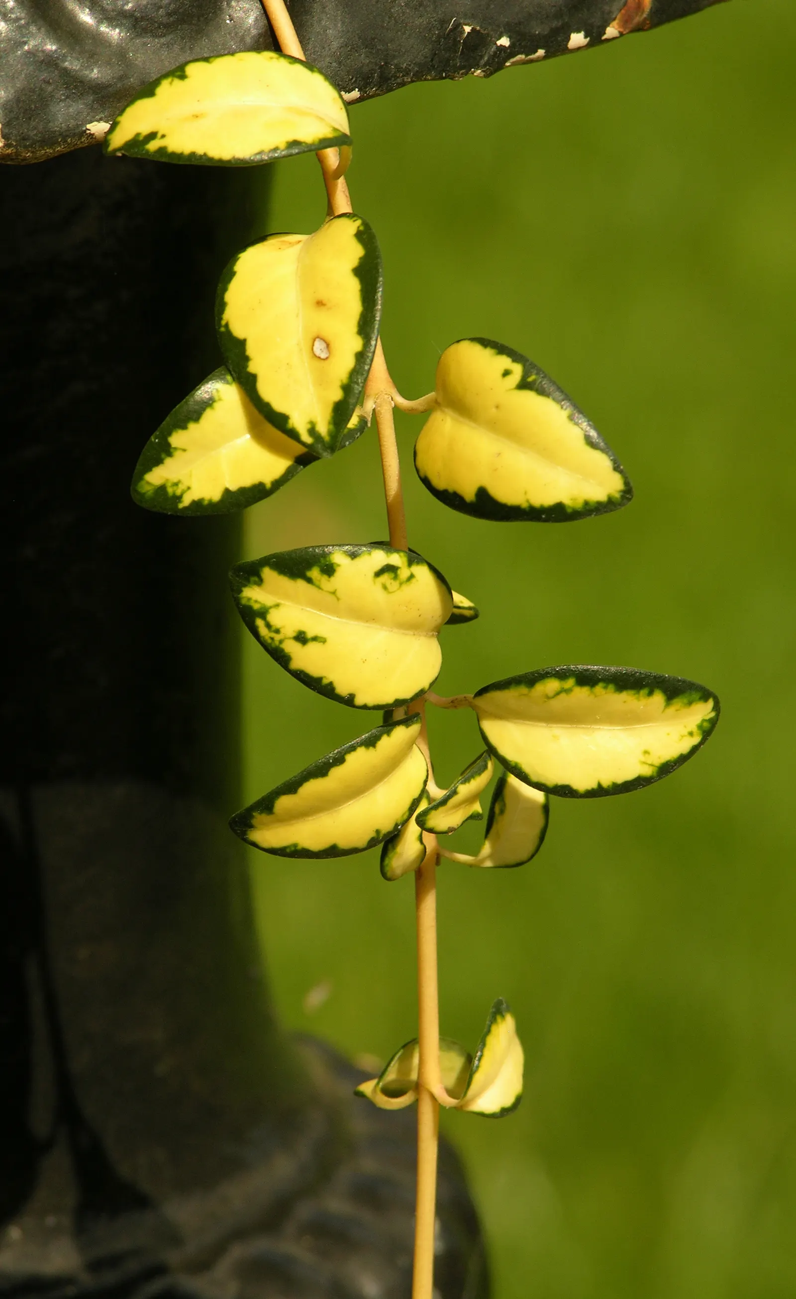 Yellow Dwarf Periwinkle (Vinca Minor 'Illumination') — Vinca minor 'Illumination', a vibrant groundcover, showcases striking golden-yellow leaves edged in green