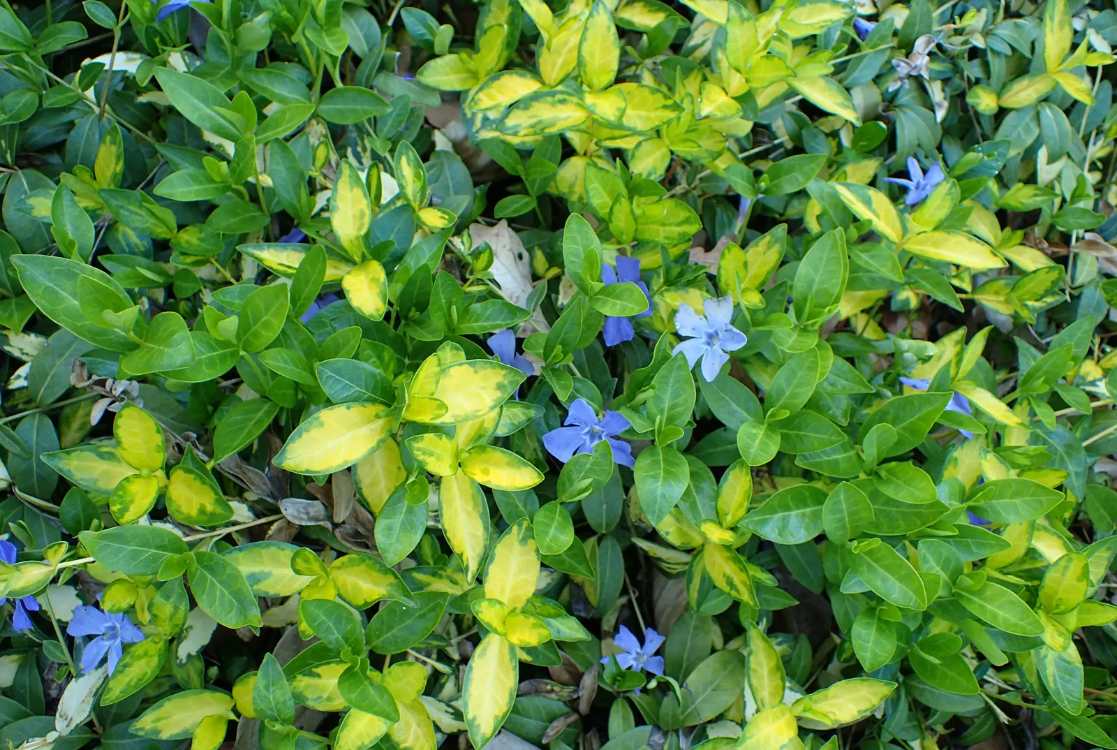 Yellow Dwarf Periwinkle (Vinca Minor 'Illumination') — Keep evenly moist in well-drained soils