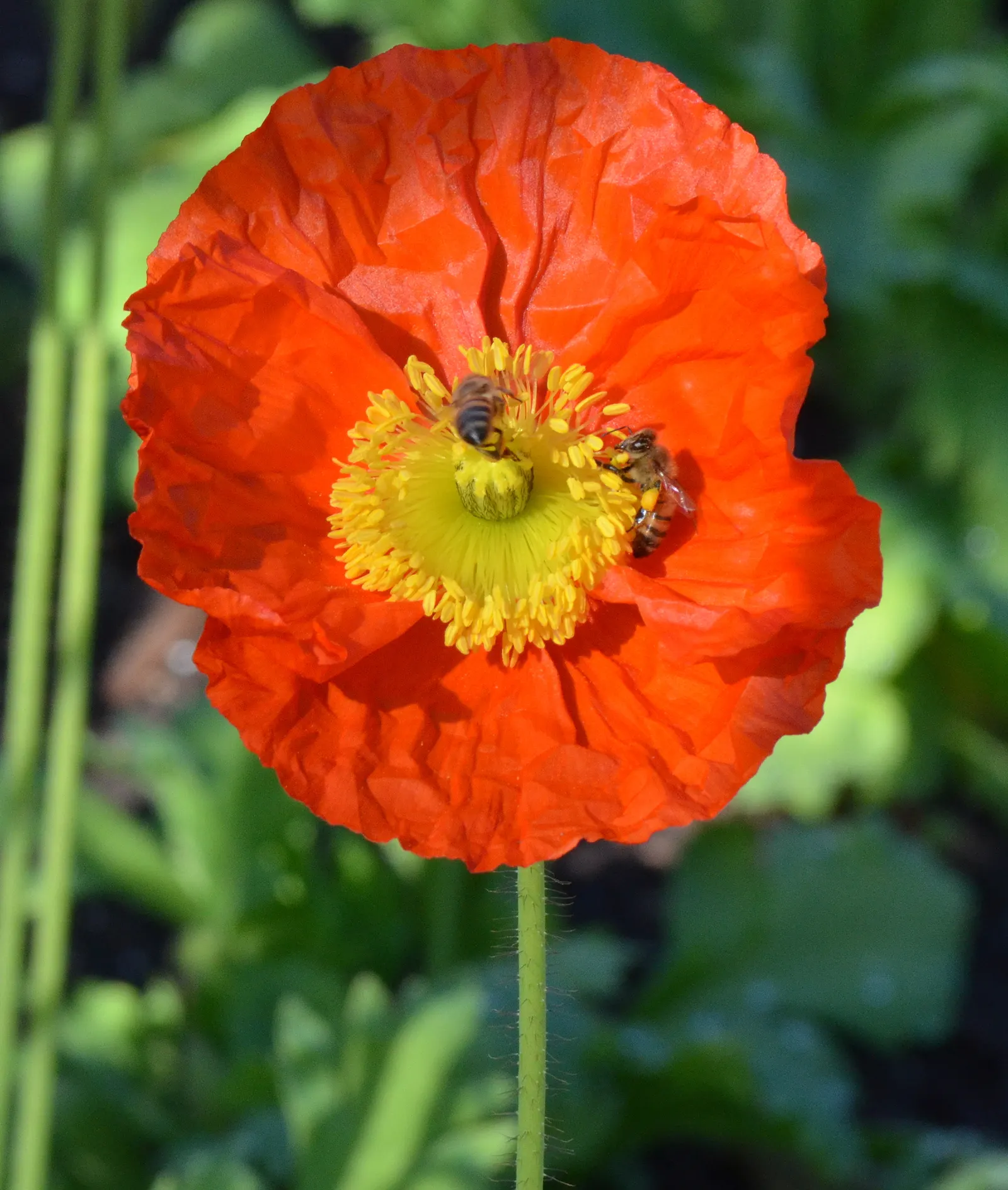 Red California Poppy (Eschscholzia Californica 'Red') — Deadheading will prolong the bloom period and prevent excessive self-seeding
