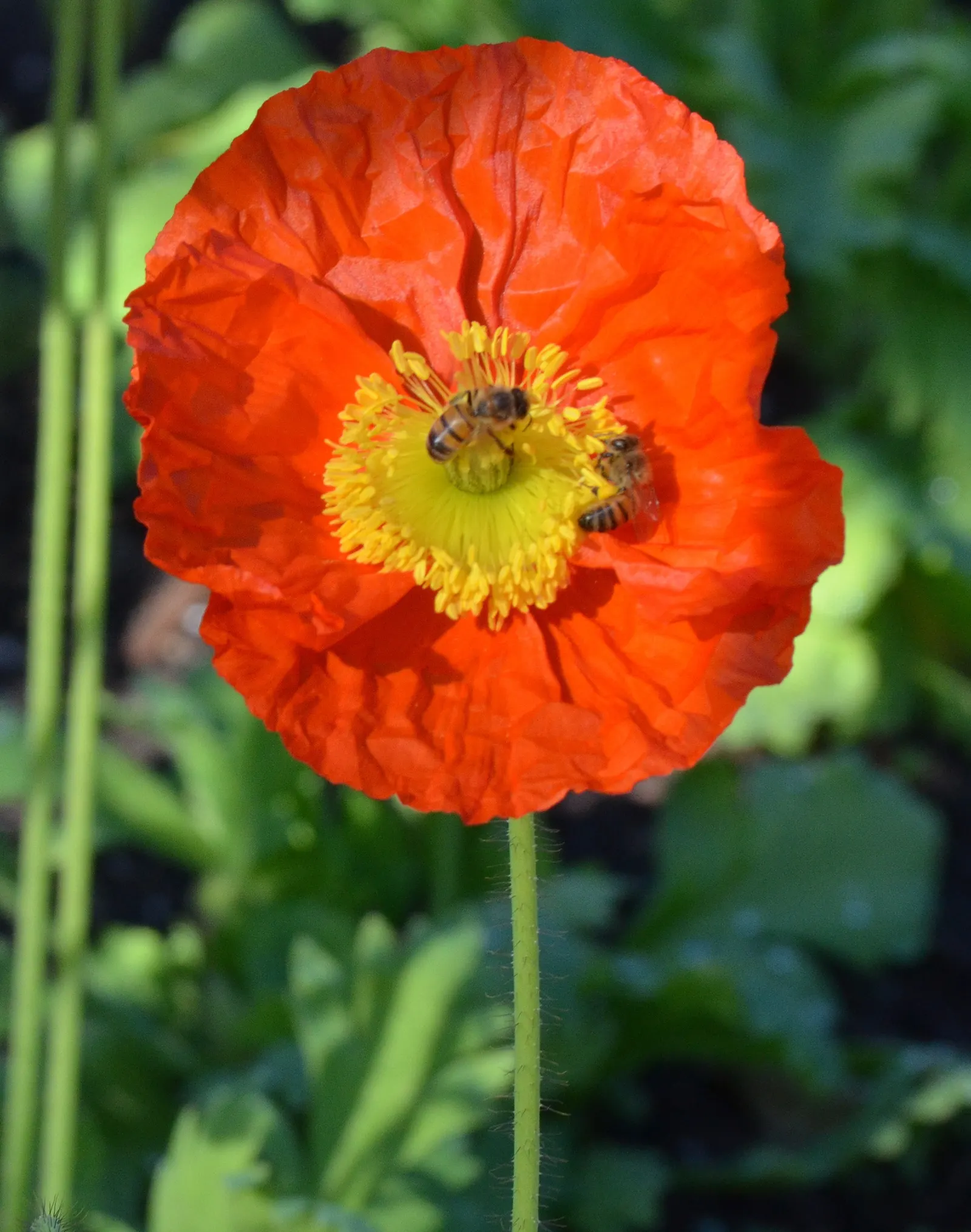 Red California Poppy (Eschscholzia Californica 'Red') — with peak flowering in the weeks leading up to summer