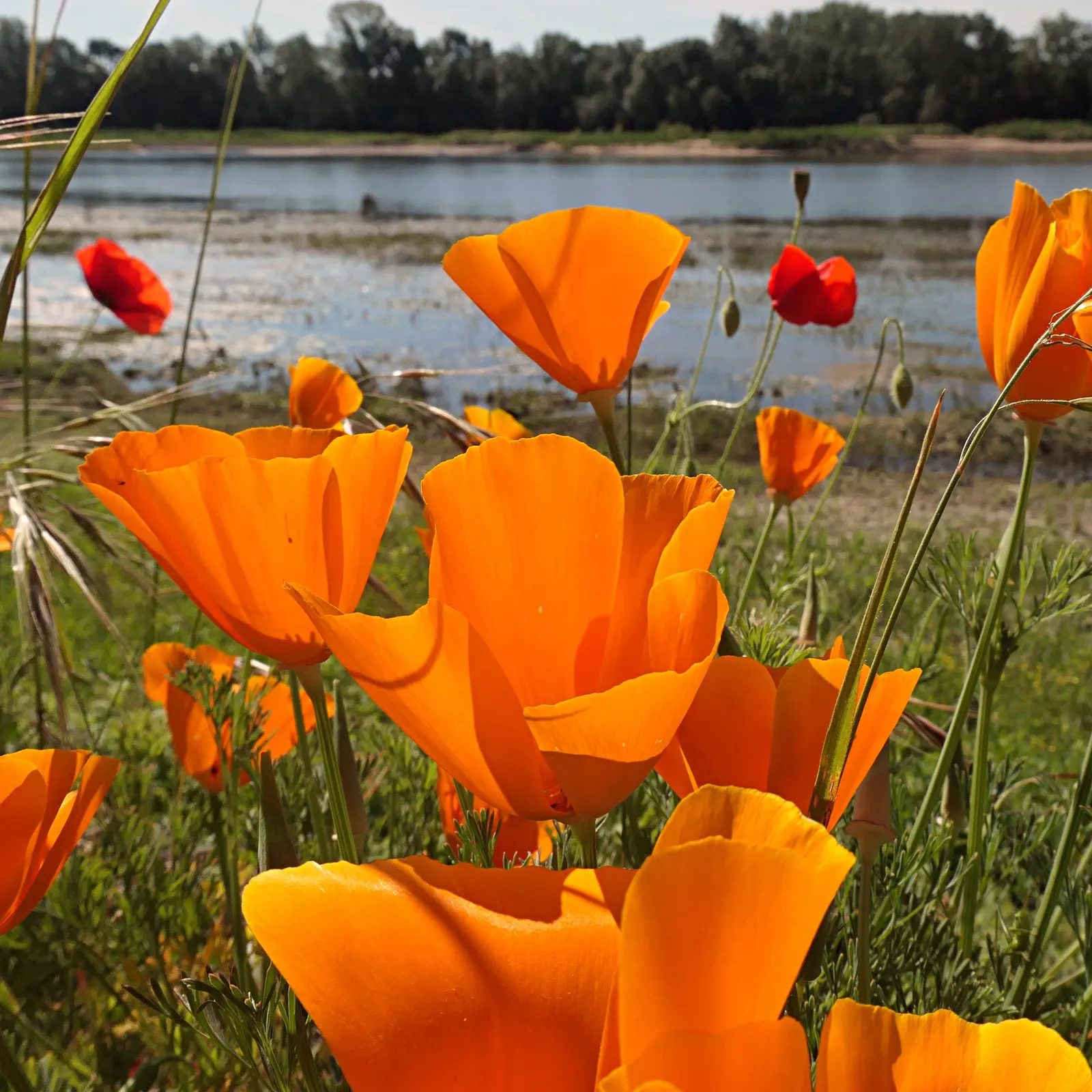 Red California Poppy (Eschscholzia Californica 'Red') — although often treated as an annual; the Red California Poppy offers easy care
