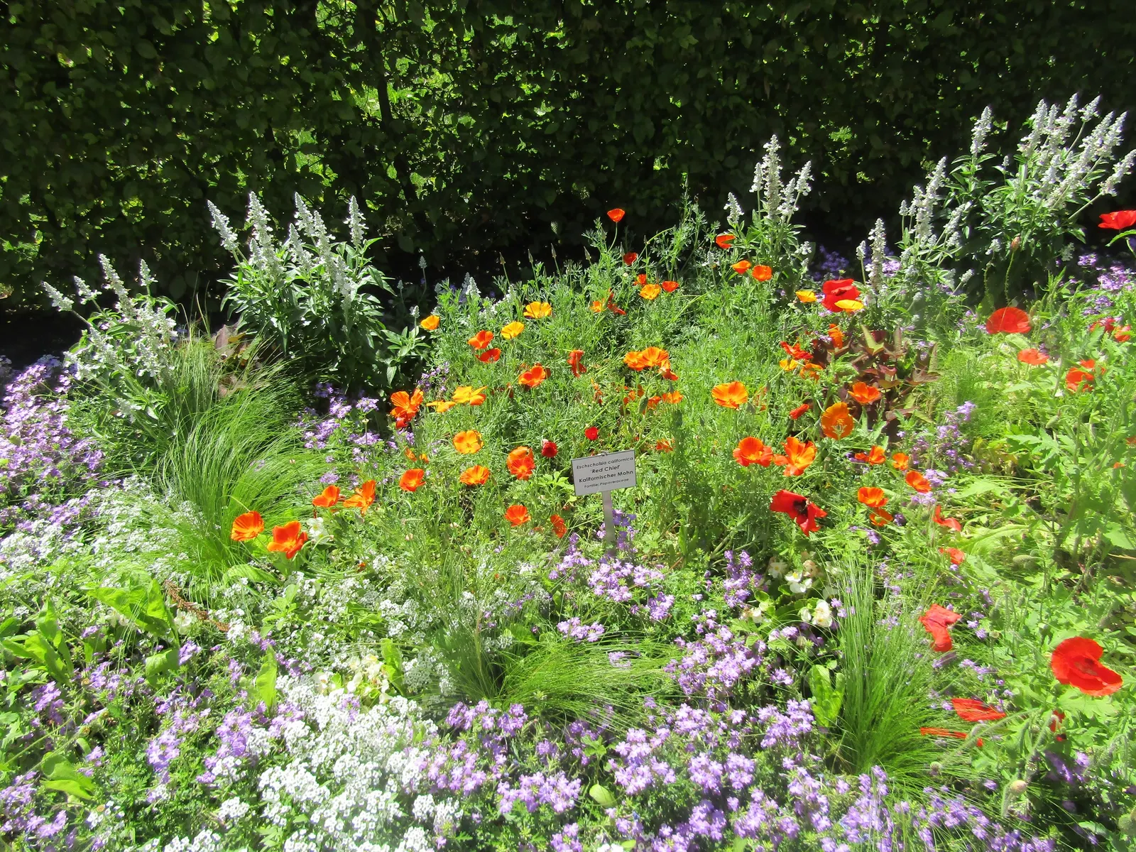 Red California Poppy (Eschscholzia Californica 'Red') — an unusual hue contrasted with the more common orange or yellow varieties of its species; although
