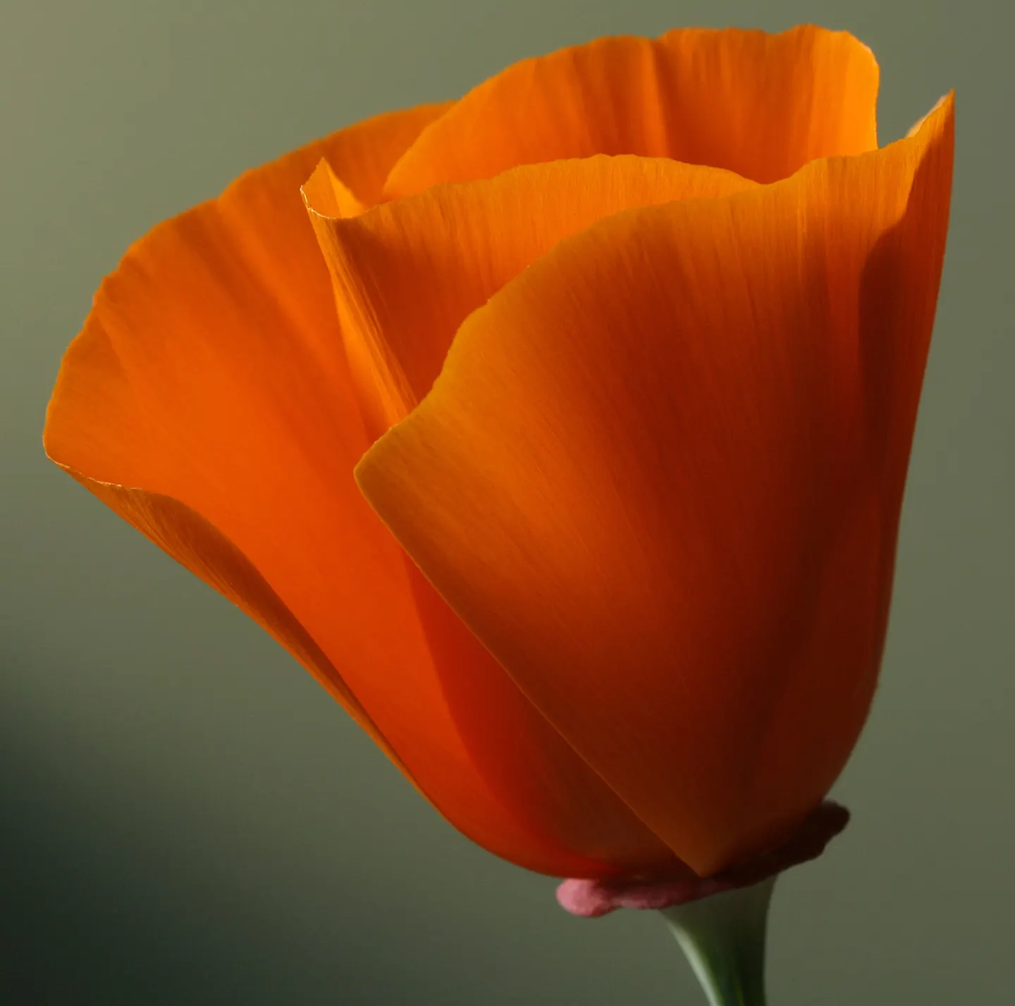 Red California Poppy (Eschscholzia Californica 'Red') — Thriving in USDA zones 5-9, this drought-tolerant perennial requires full sun and well-drained soil