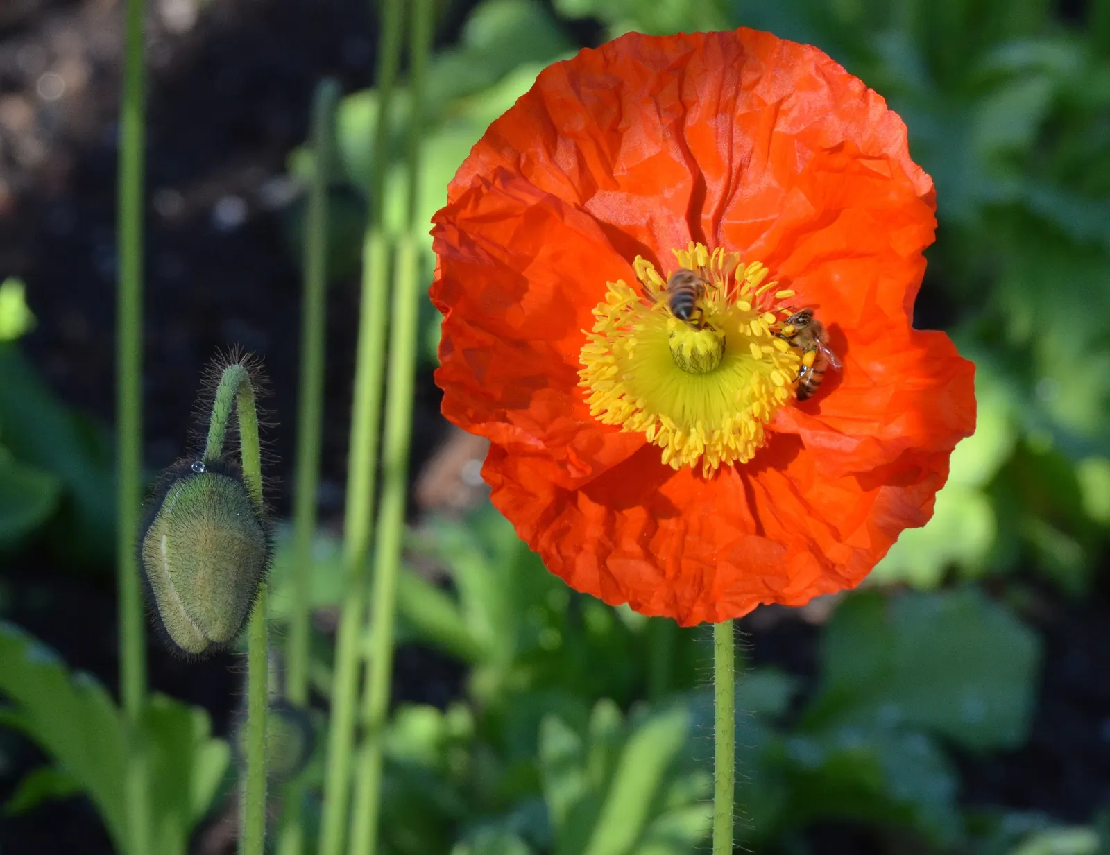 Red California Poppy (Eschscholzia Californica 'Red') — It grows 12-18 inches tall and 6-12 inches wide; or wildflower meadows where it can