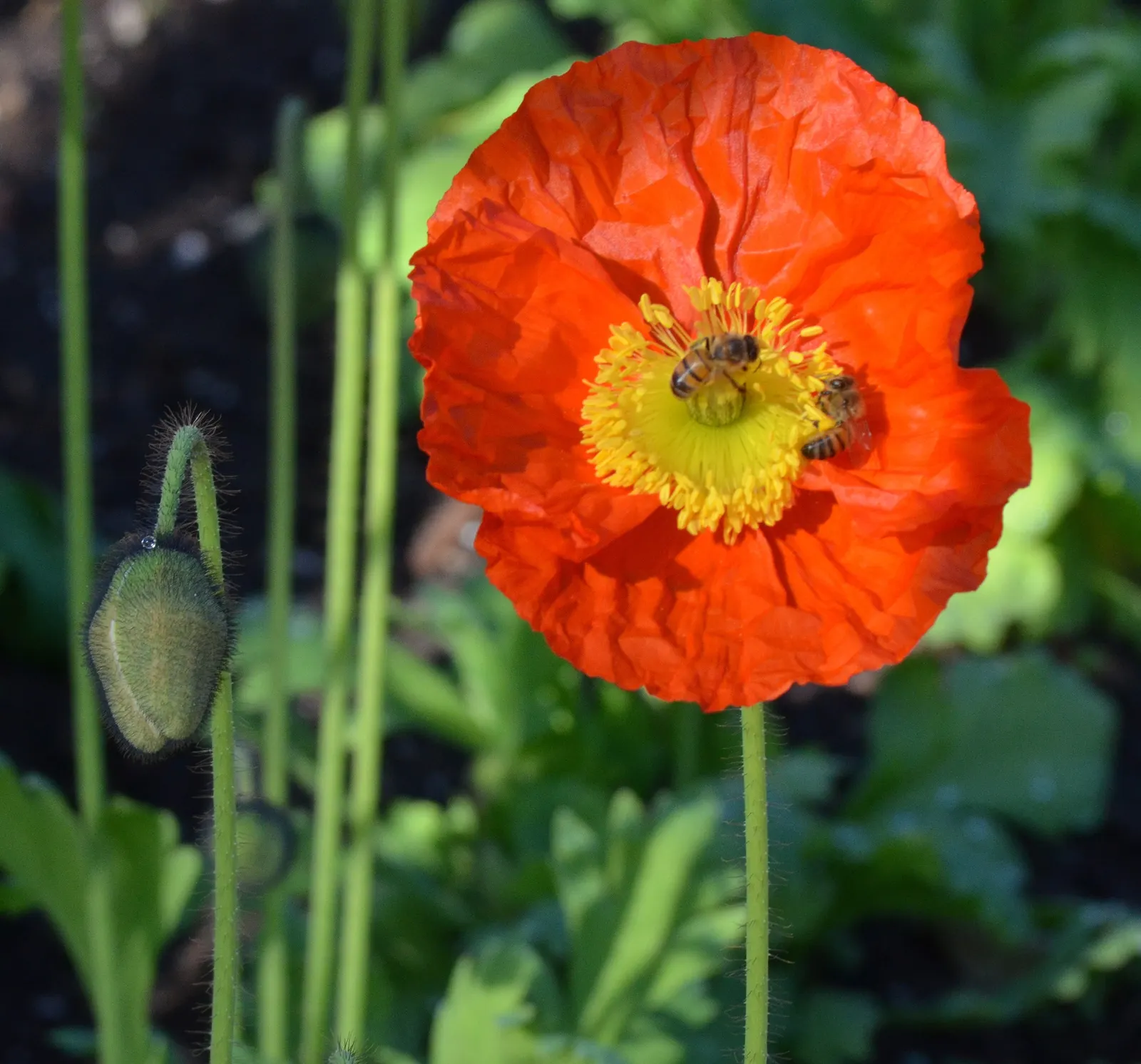 Red California Poppy (Eschscholzia Californica 'Red') — annual for full or half